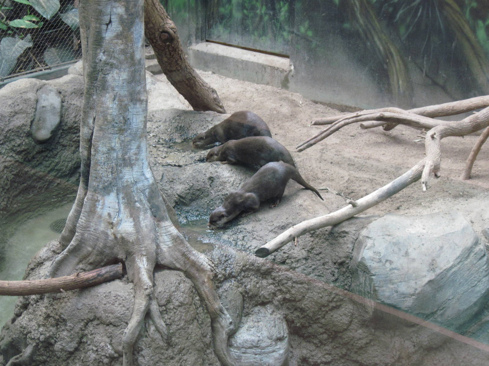 Tropics-Asian Small-clawed Otters