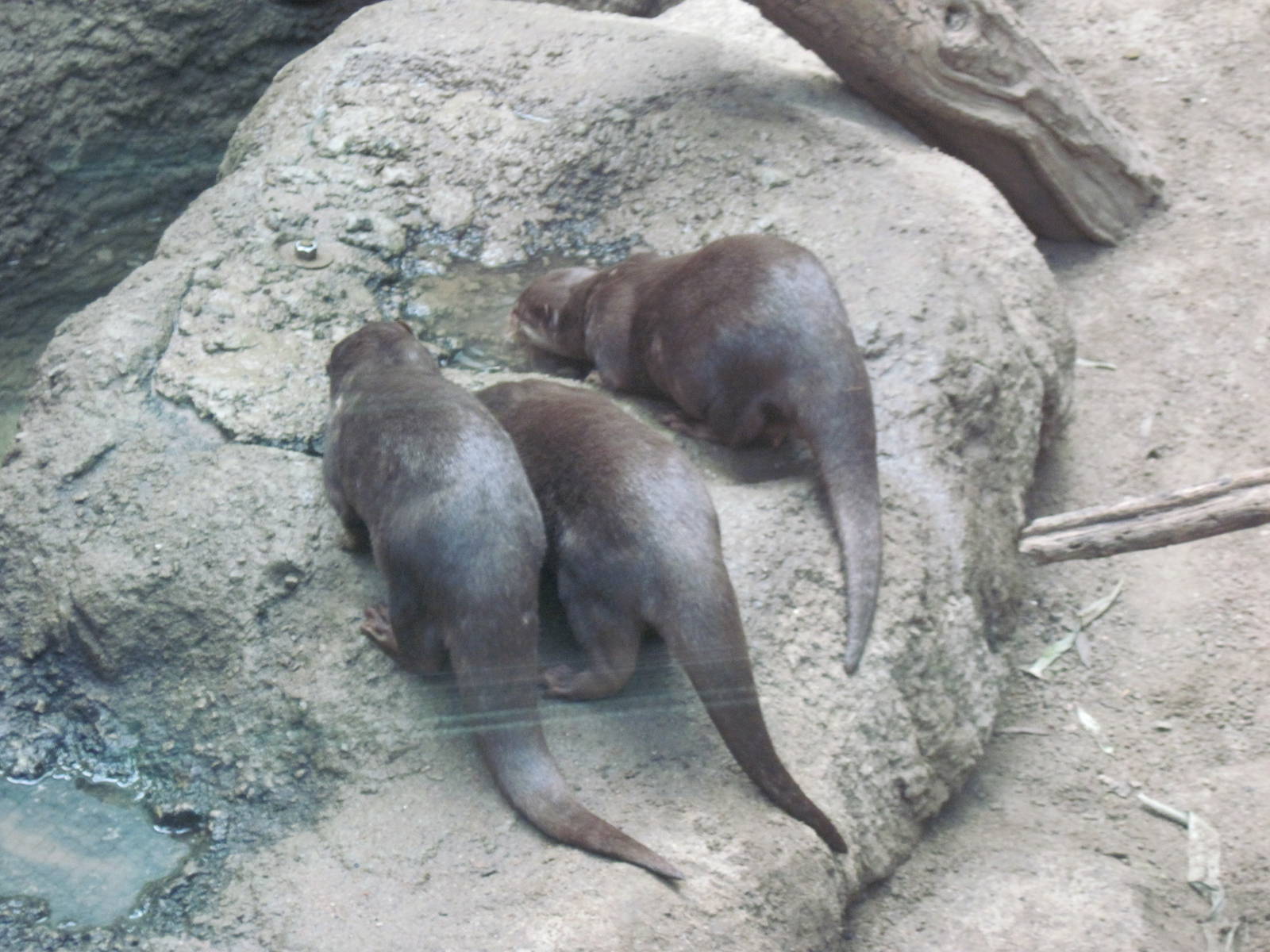 Tropics-Asian Small-clawed Otters