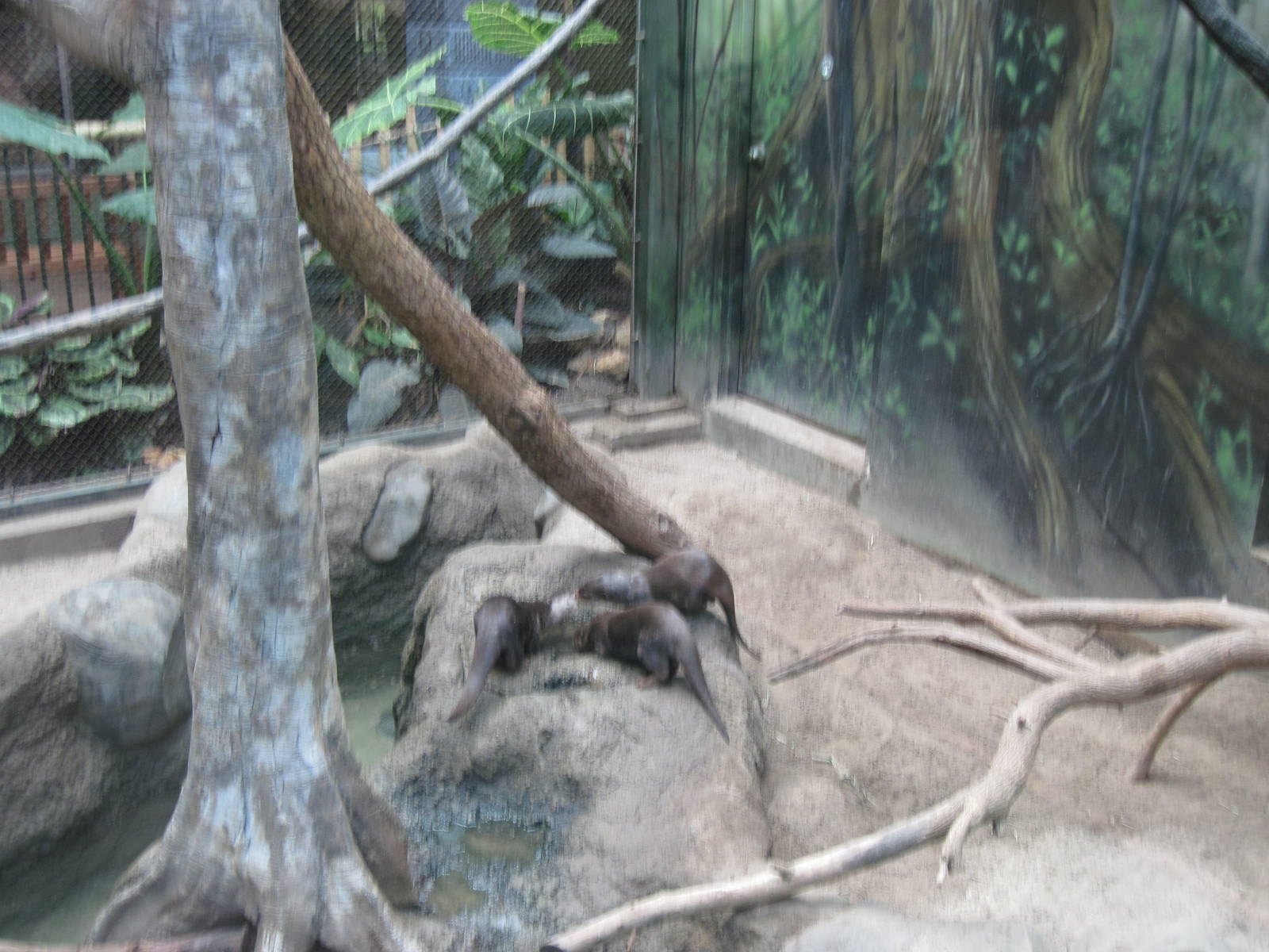 Tropics-Asian Small-clawed Otters
