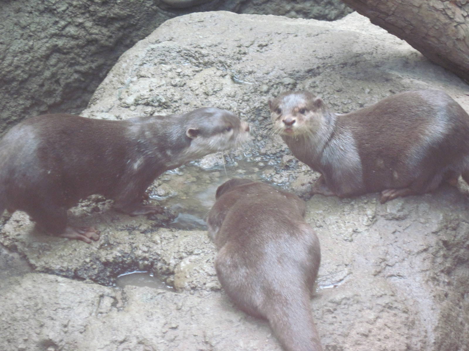Tropics-Asian Small-clawed Otters