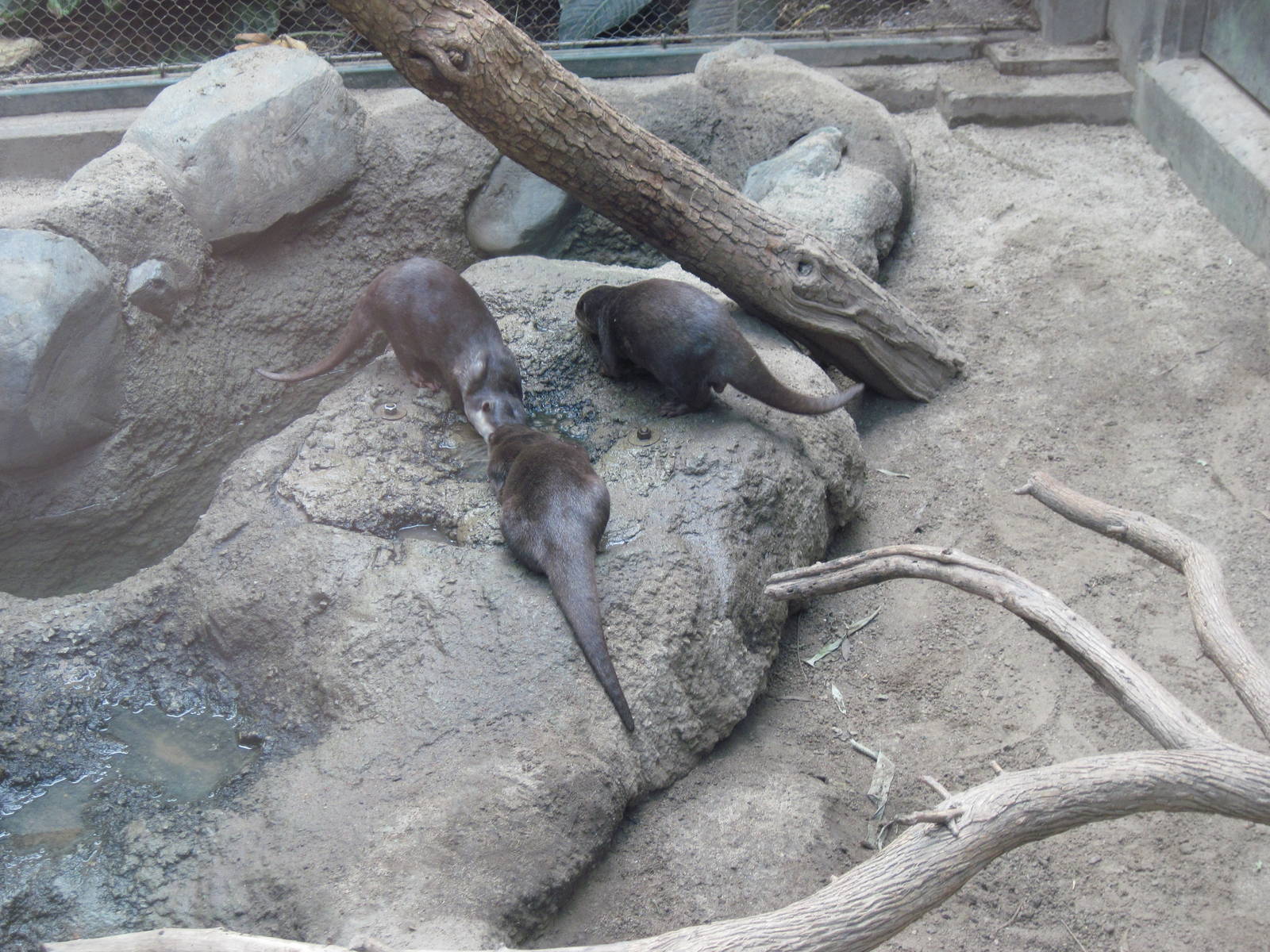 Tropics-Asian Small-clawed Otters