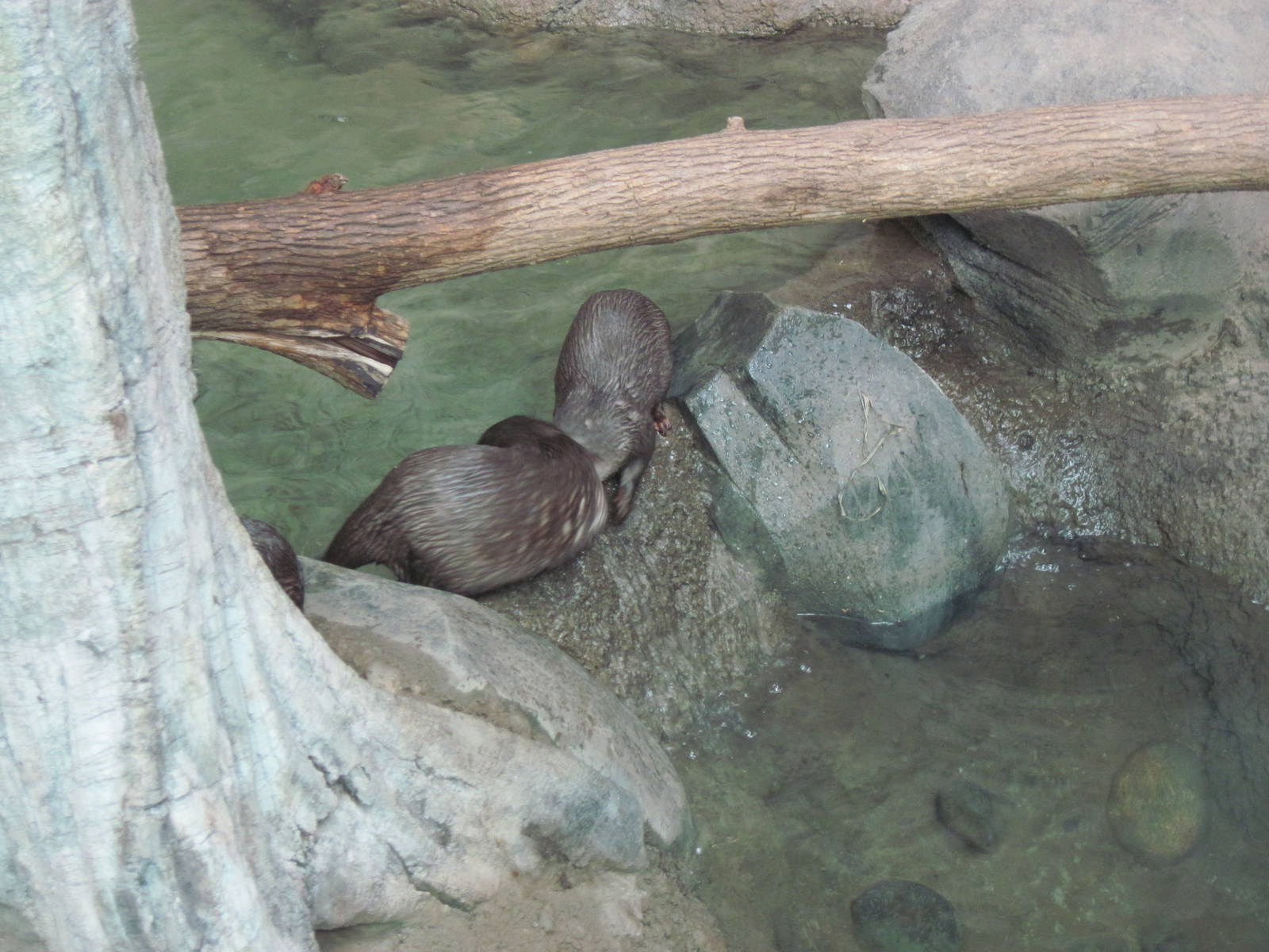 Tropics-Asian Small-clawed Otters