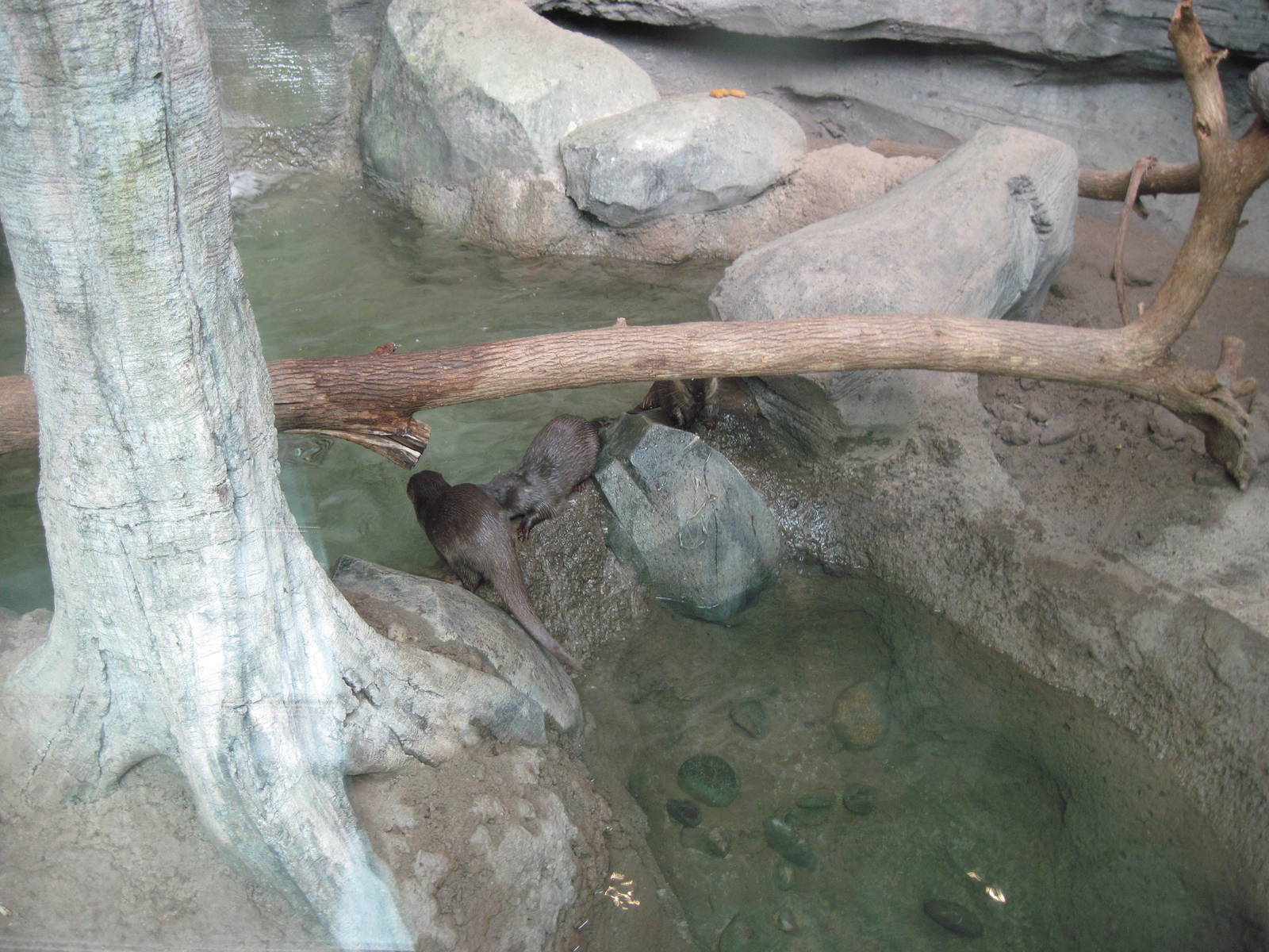 Tropics-Asian Small-clawed Otters