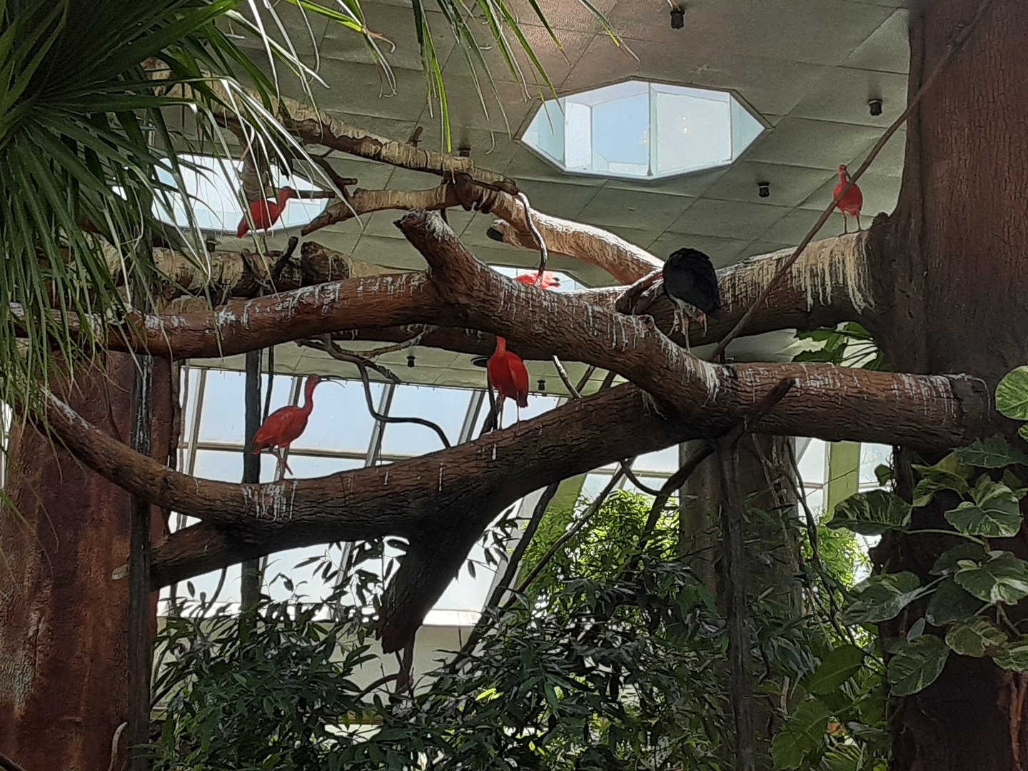 Tropics Aviary
