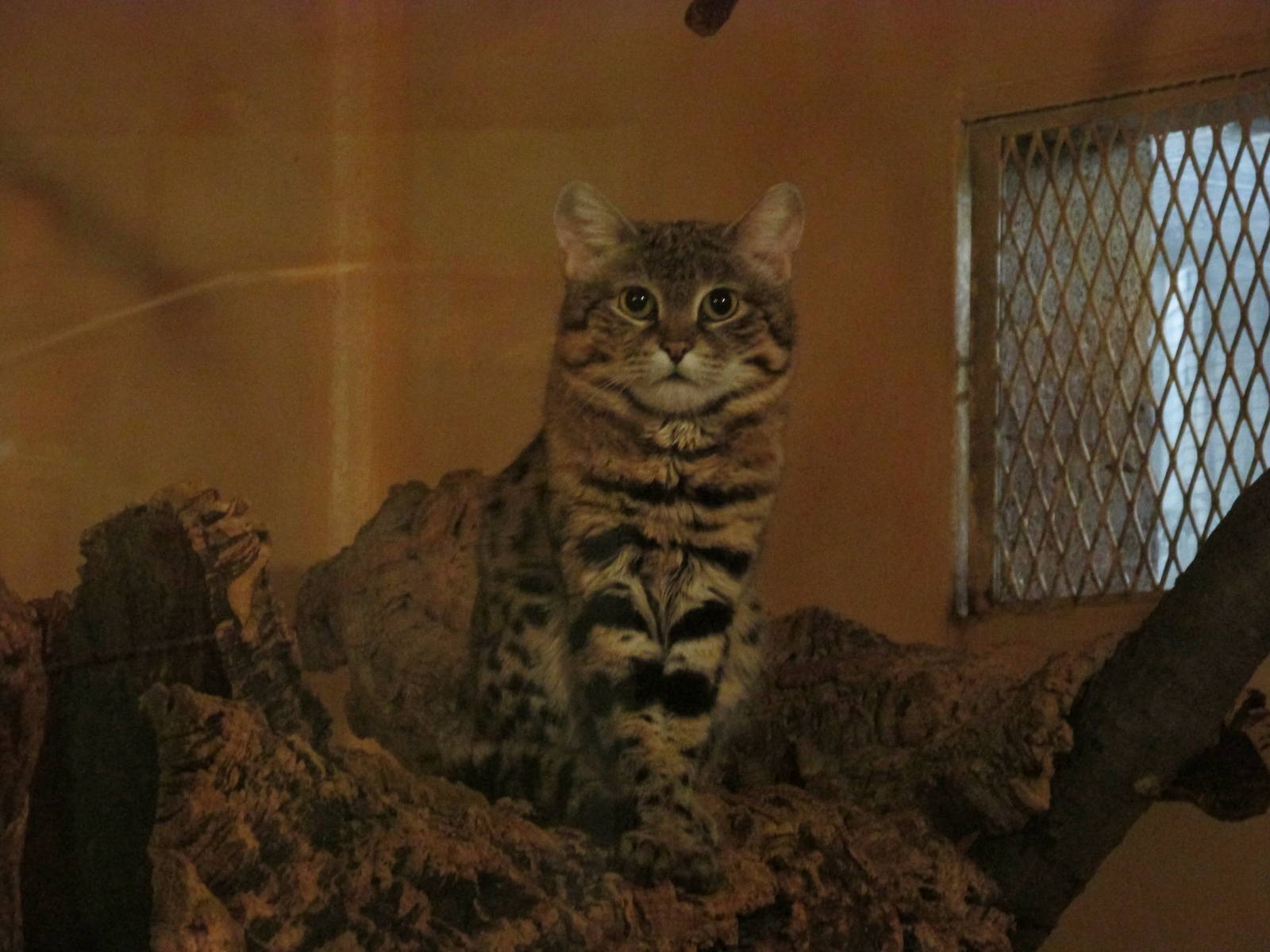 Tropics Black-footed Cat
