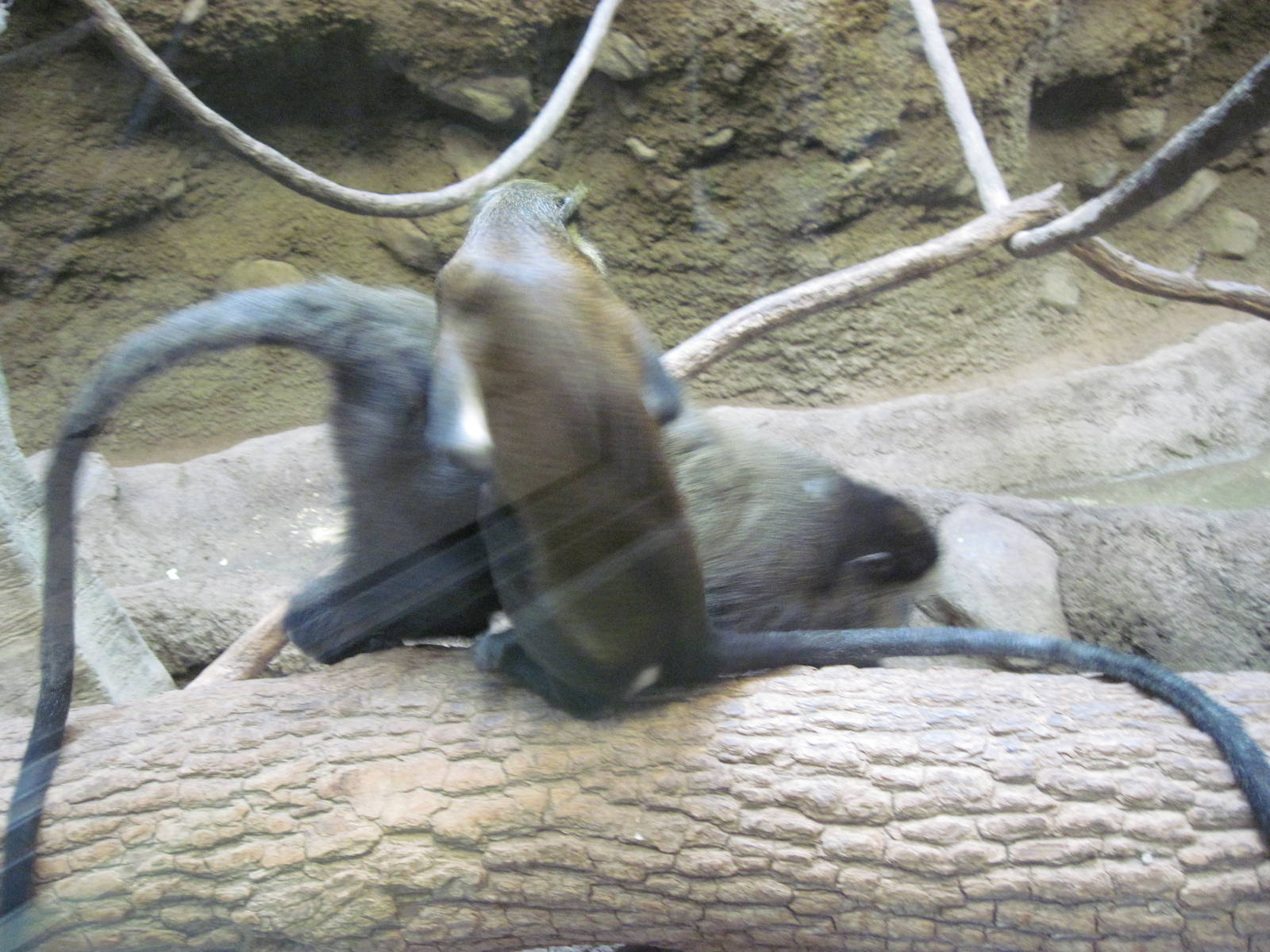 Tropics-Blue and Mona Monkey