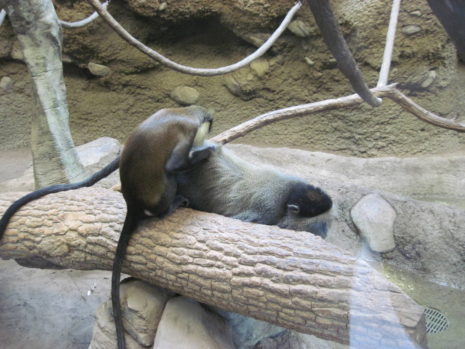 Tropics-Blue and Mona Monkey