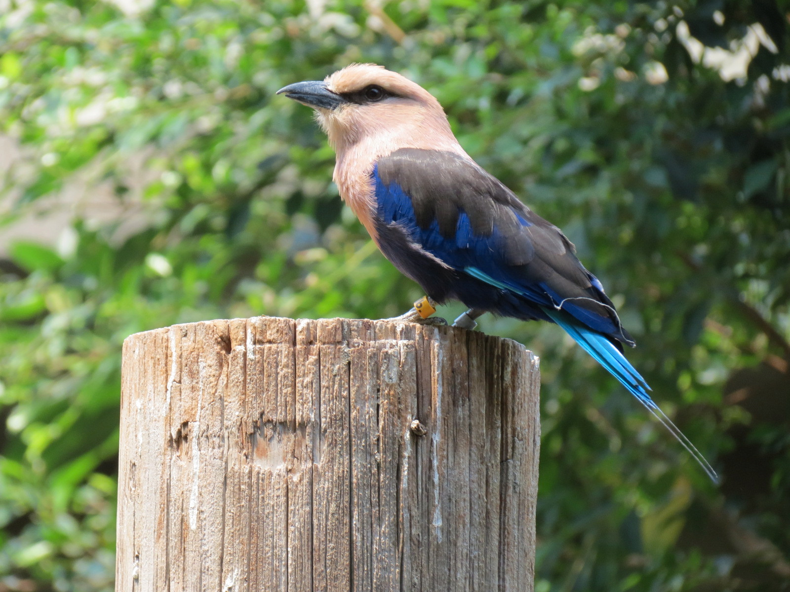 Tropics - Blue-bellied Roller