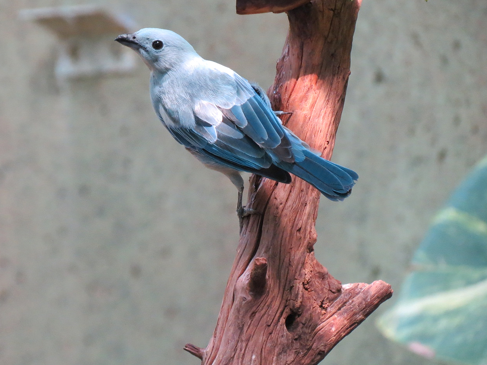 Tropics - Blue-gray Tanager