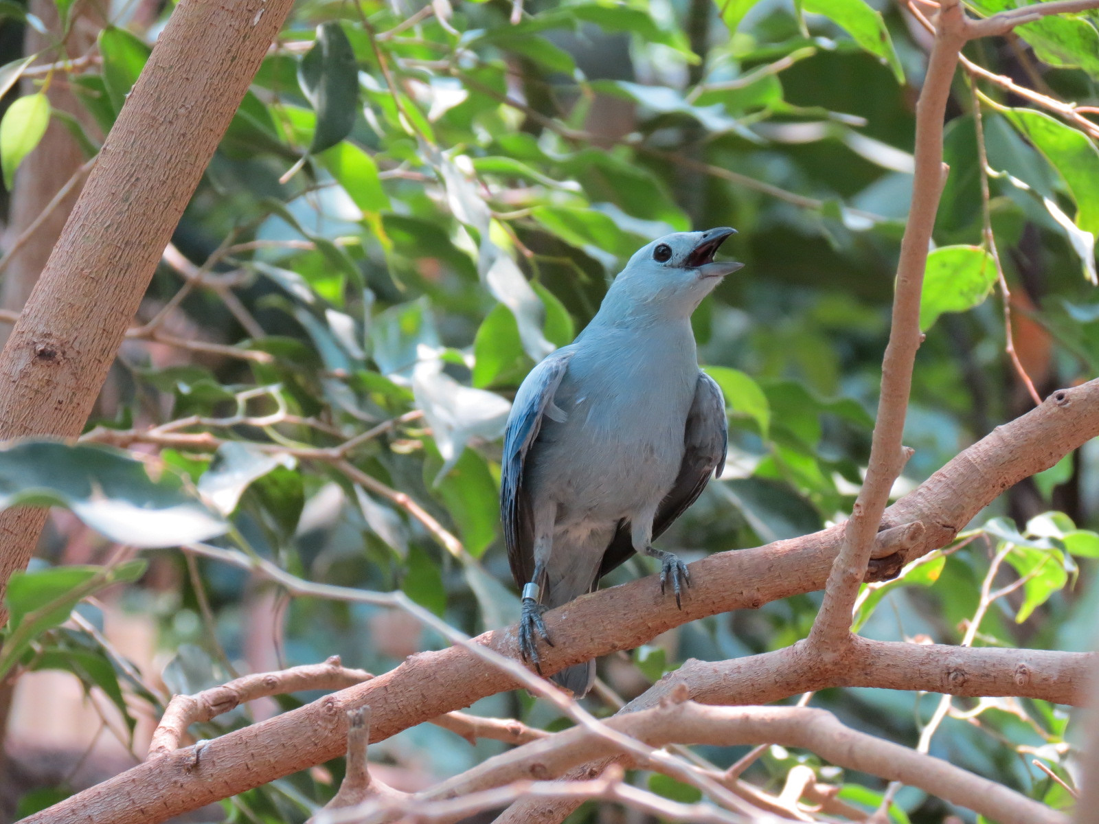 Tropics - Blue-gray Tanager