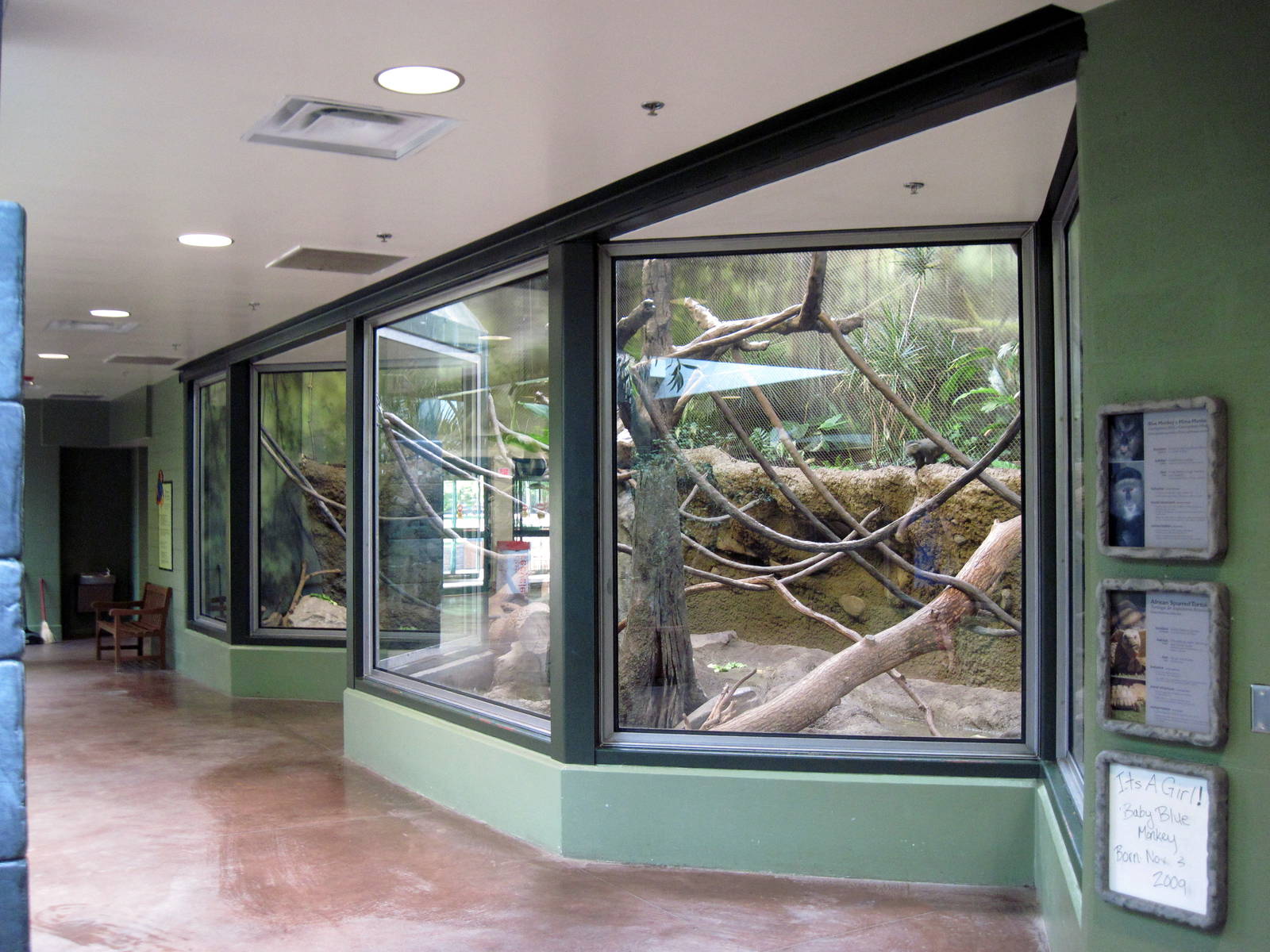 Tropics-Blue Monkey/Mona Monkey/African Spurred Tortoise Exhibit