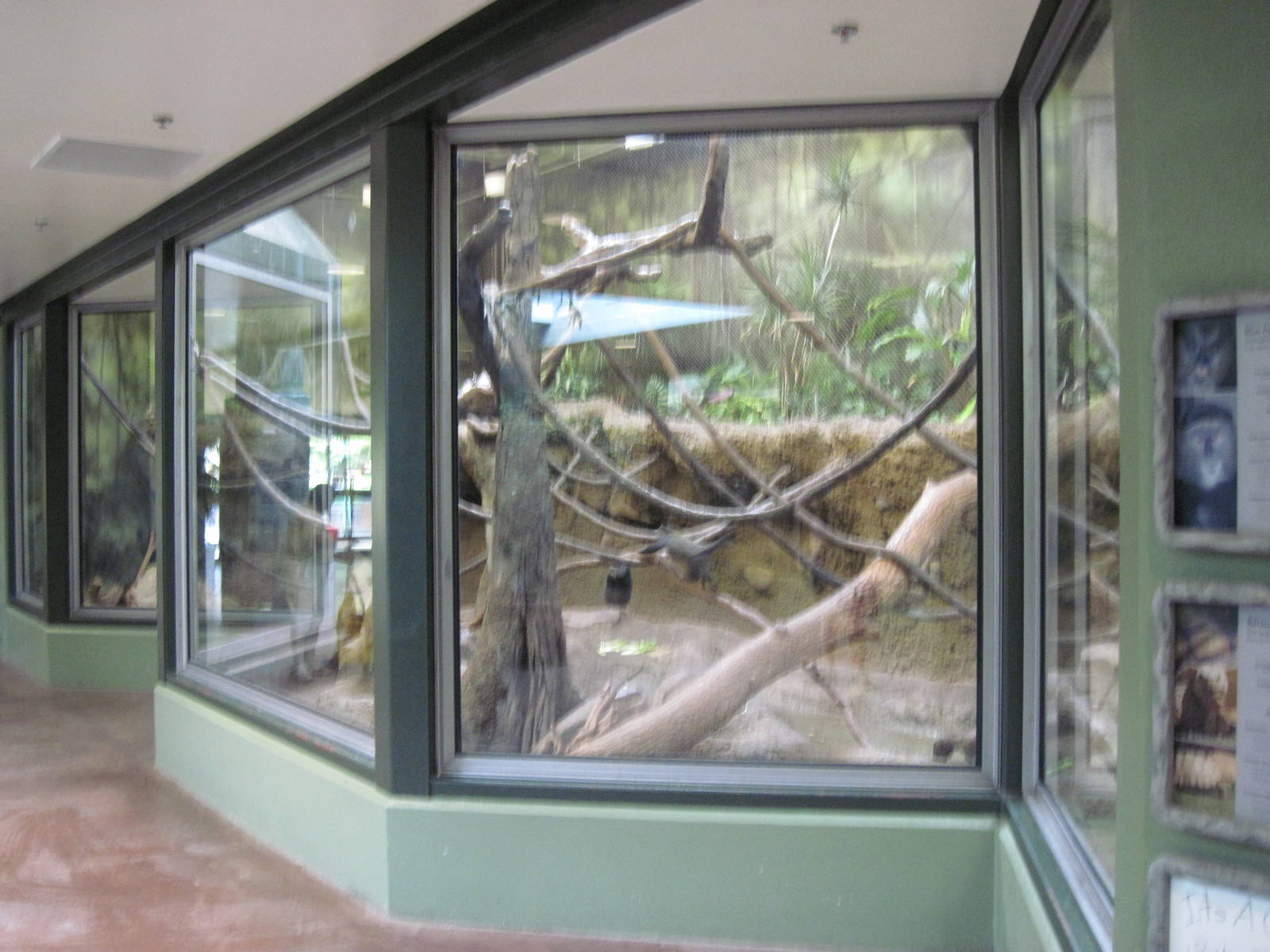 Tropics-Blue Monkey/Mona Monkey/African Spurred Tortoise Exhibit