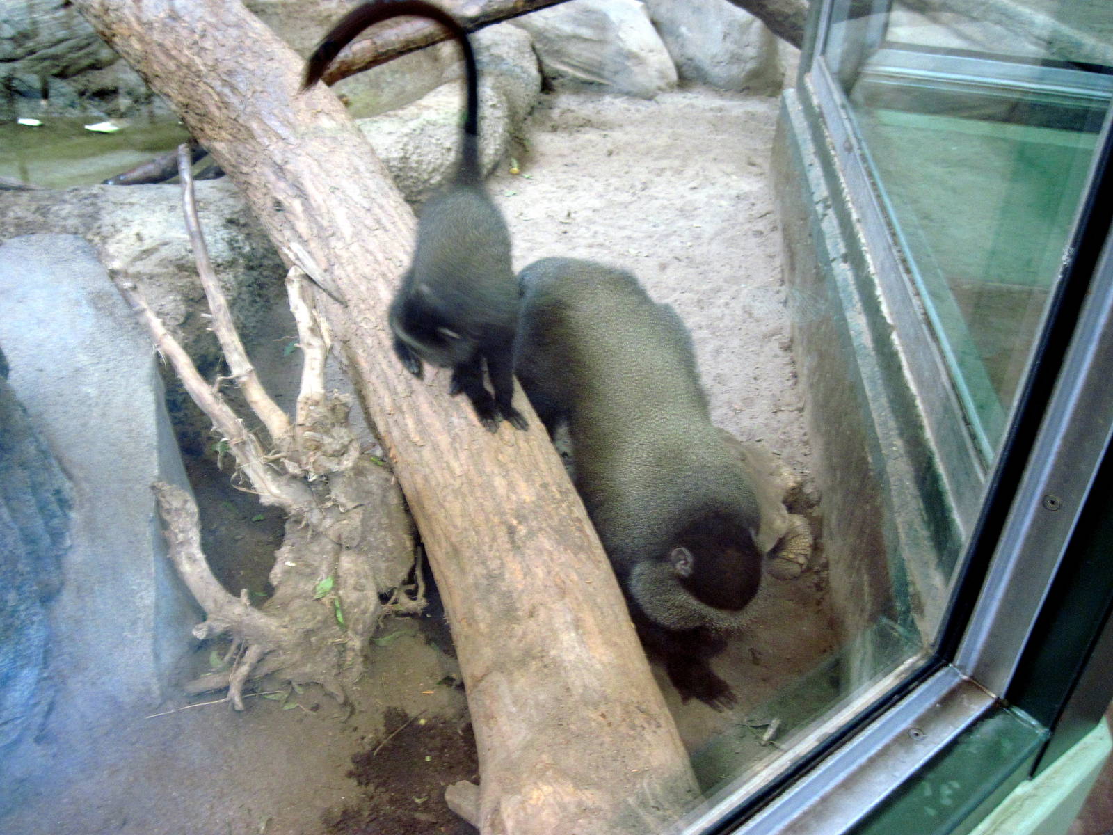 Tropics-Blue Monkeys