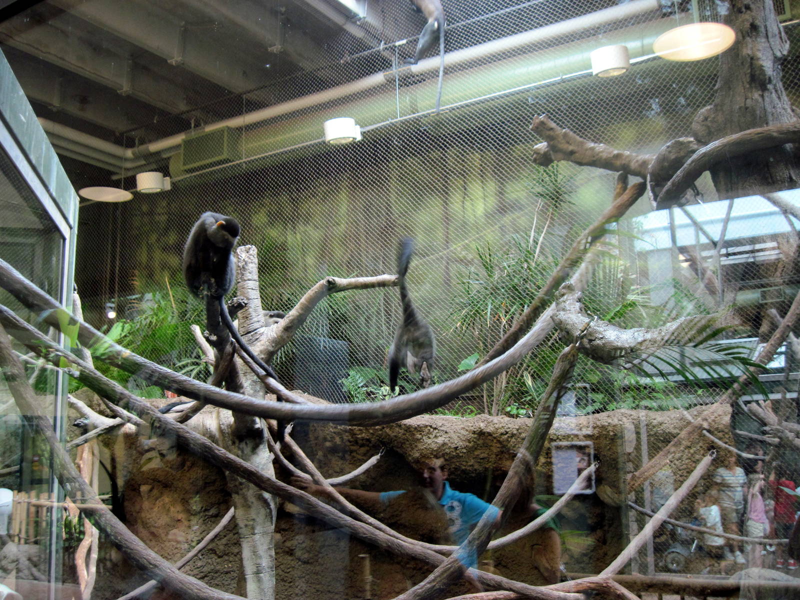 Tropics-Blue Monkeys