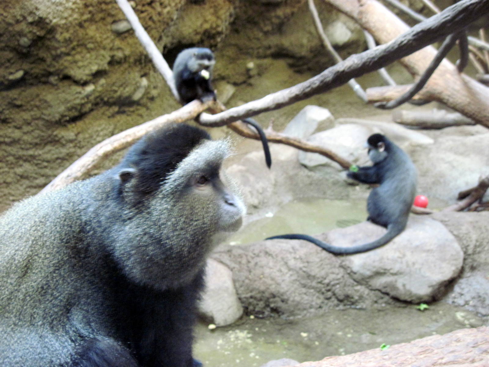 Tropics-Blue Monkeys