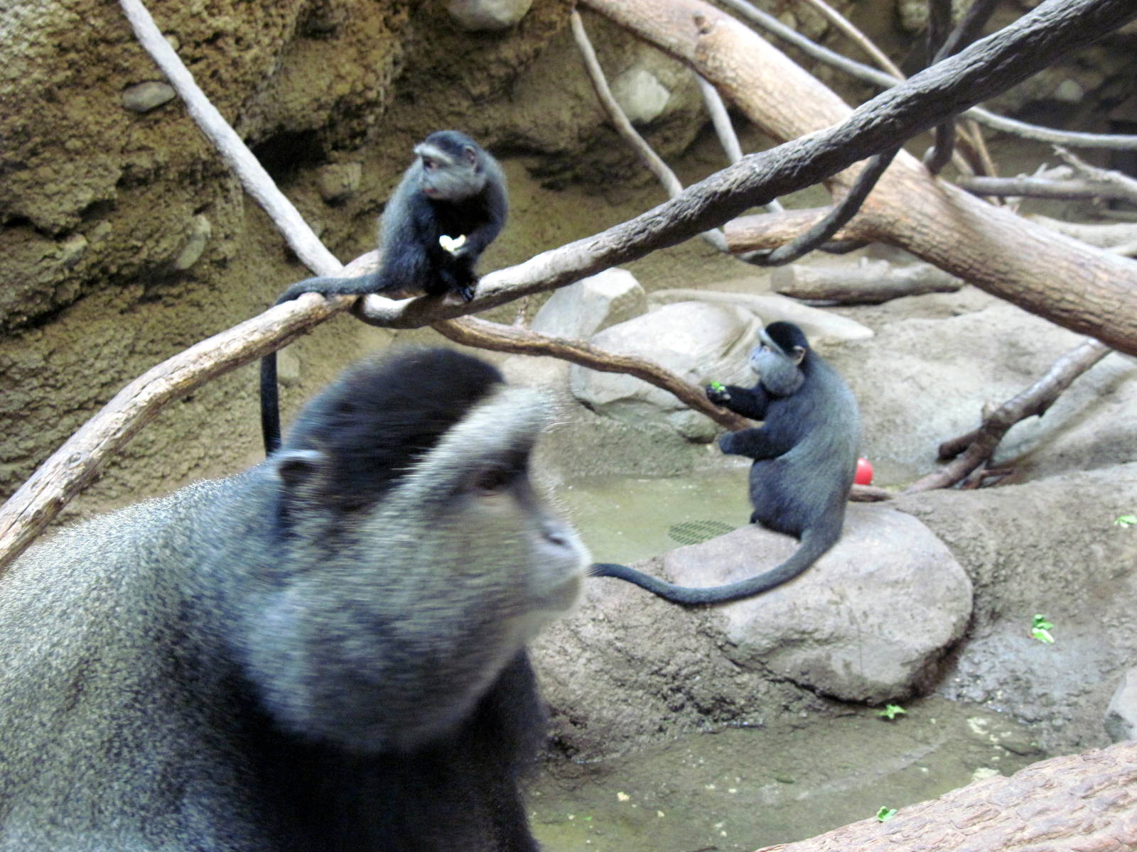 Tropics-Blue Monkeys