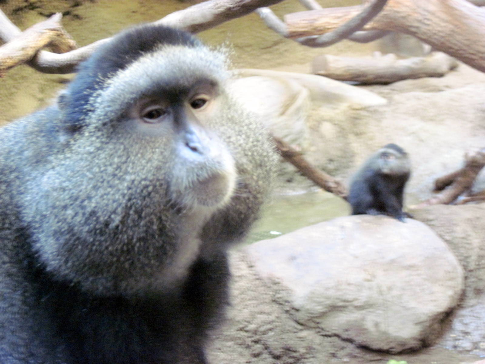 Tropics-Blue Monkeys