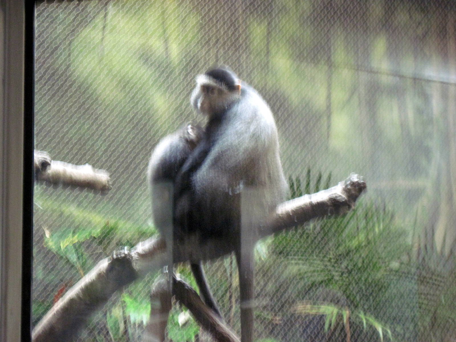 Tropics-Blue Monkeys