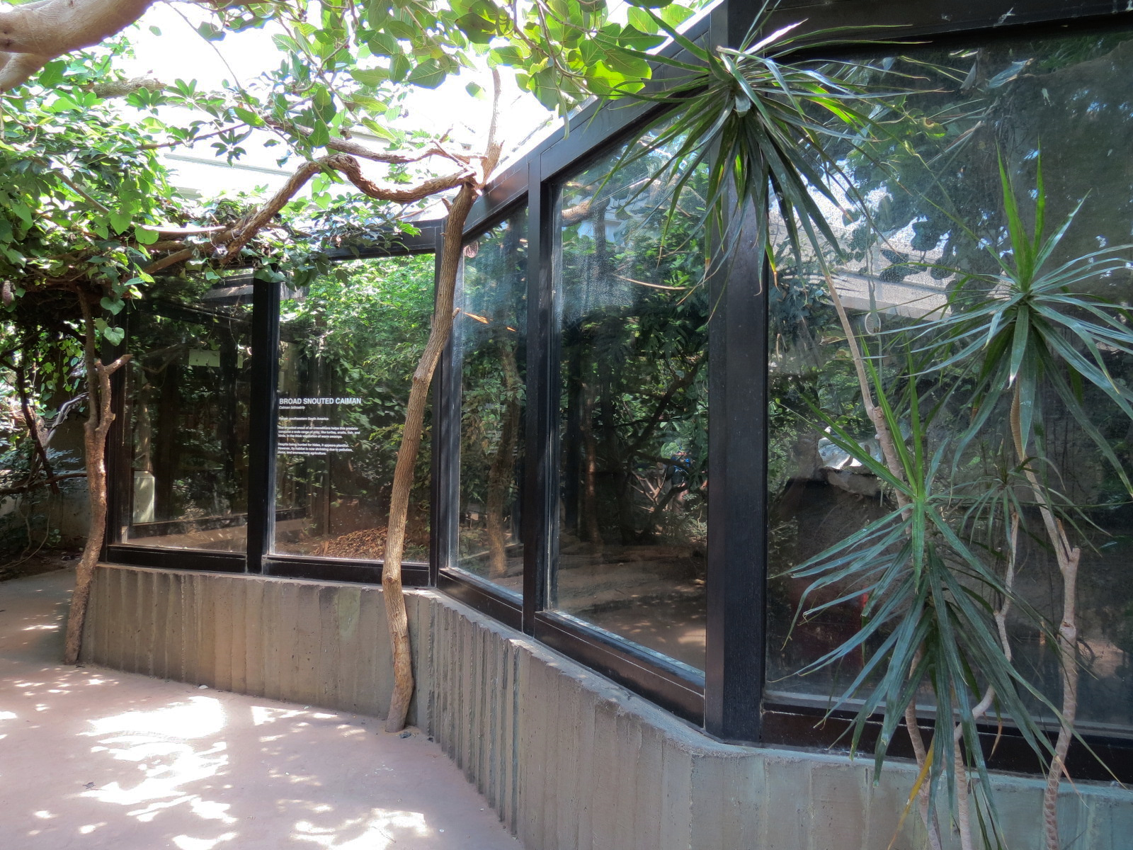 Tropics - Broad Snouted Caiman Exhibit