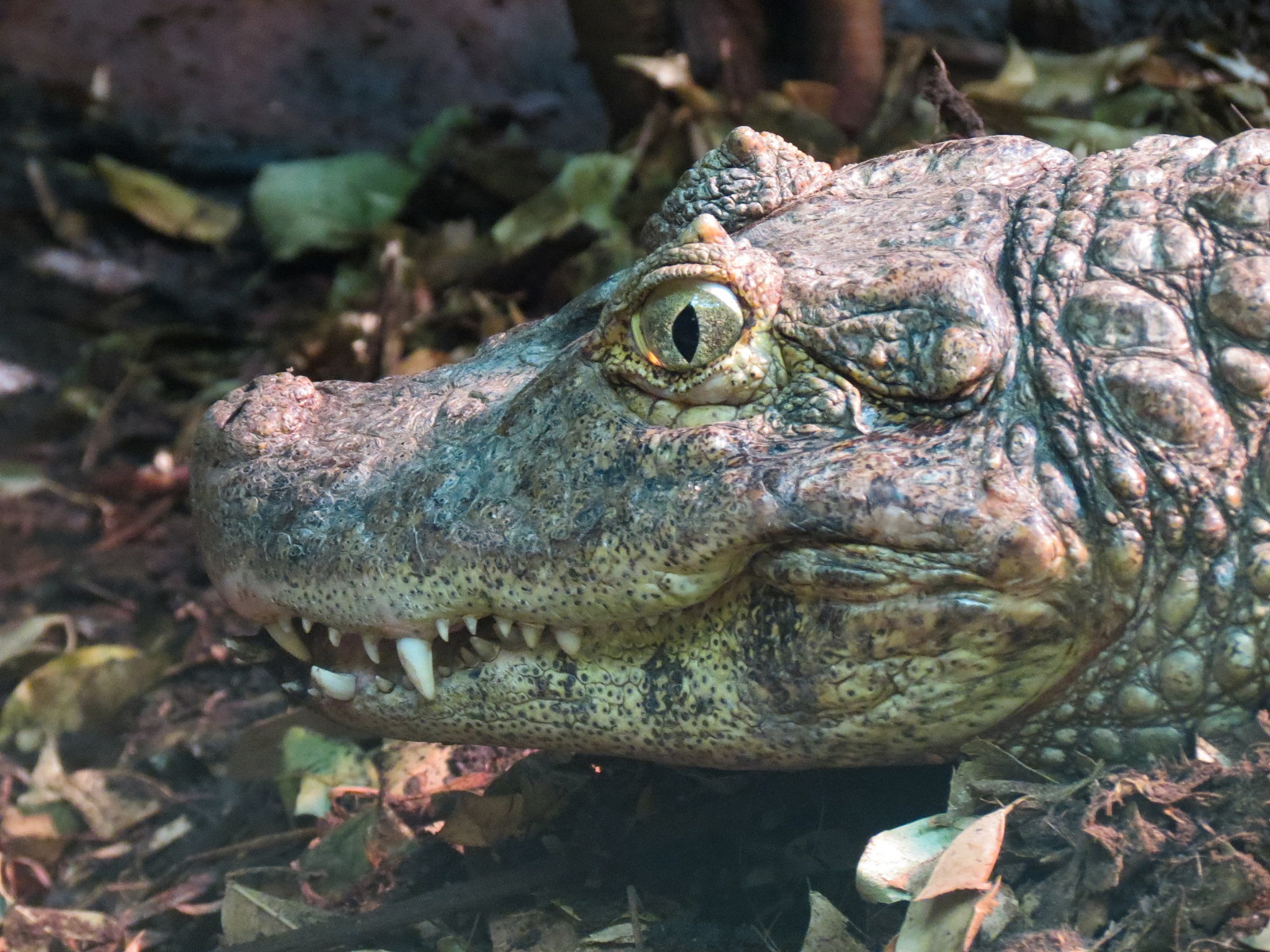 Tropics - Broad Snouted Caiman Exhibit