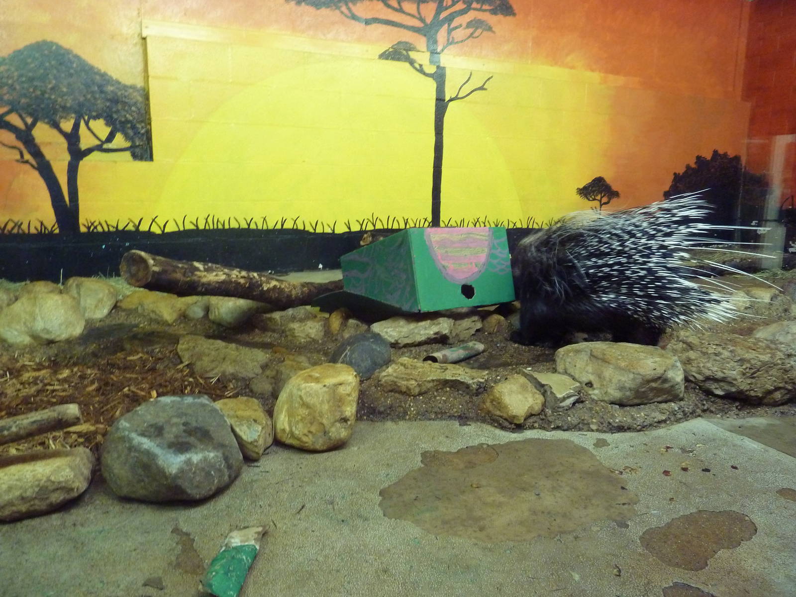 Tropics Building - African Crested Porcupine Exhibit