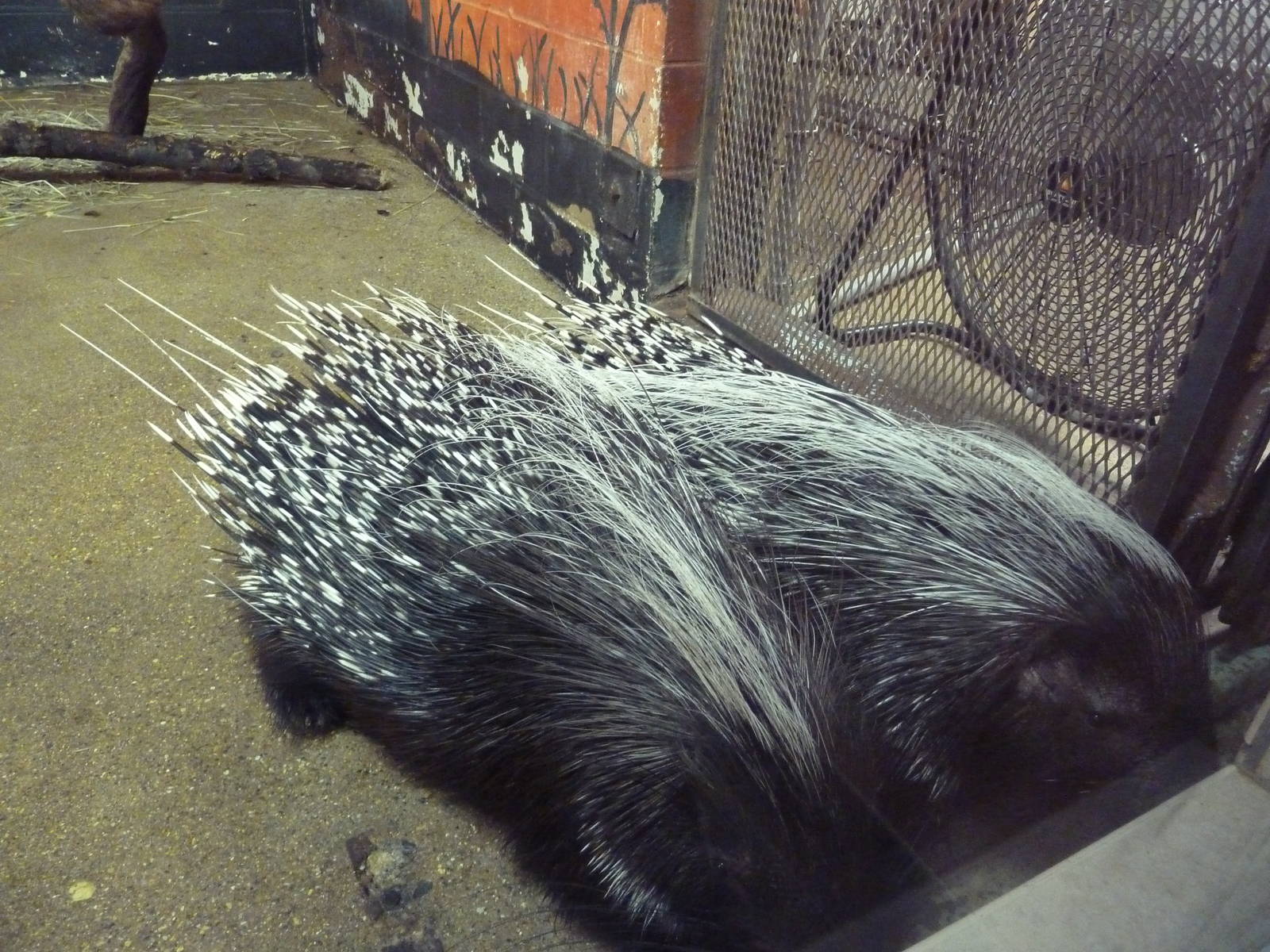 Tropics Building - African Crested Porcupines
