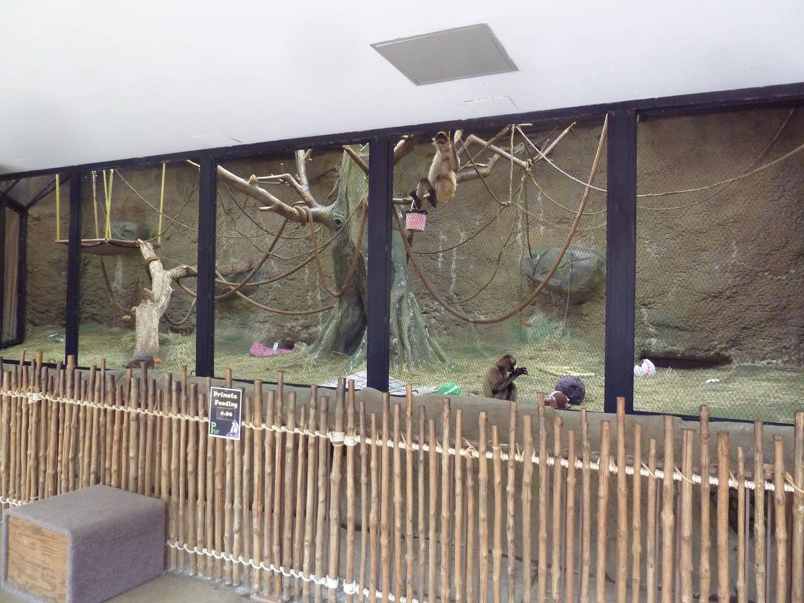 Tropics Building - Black-Handed Spider Monkey Exhibit