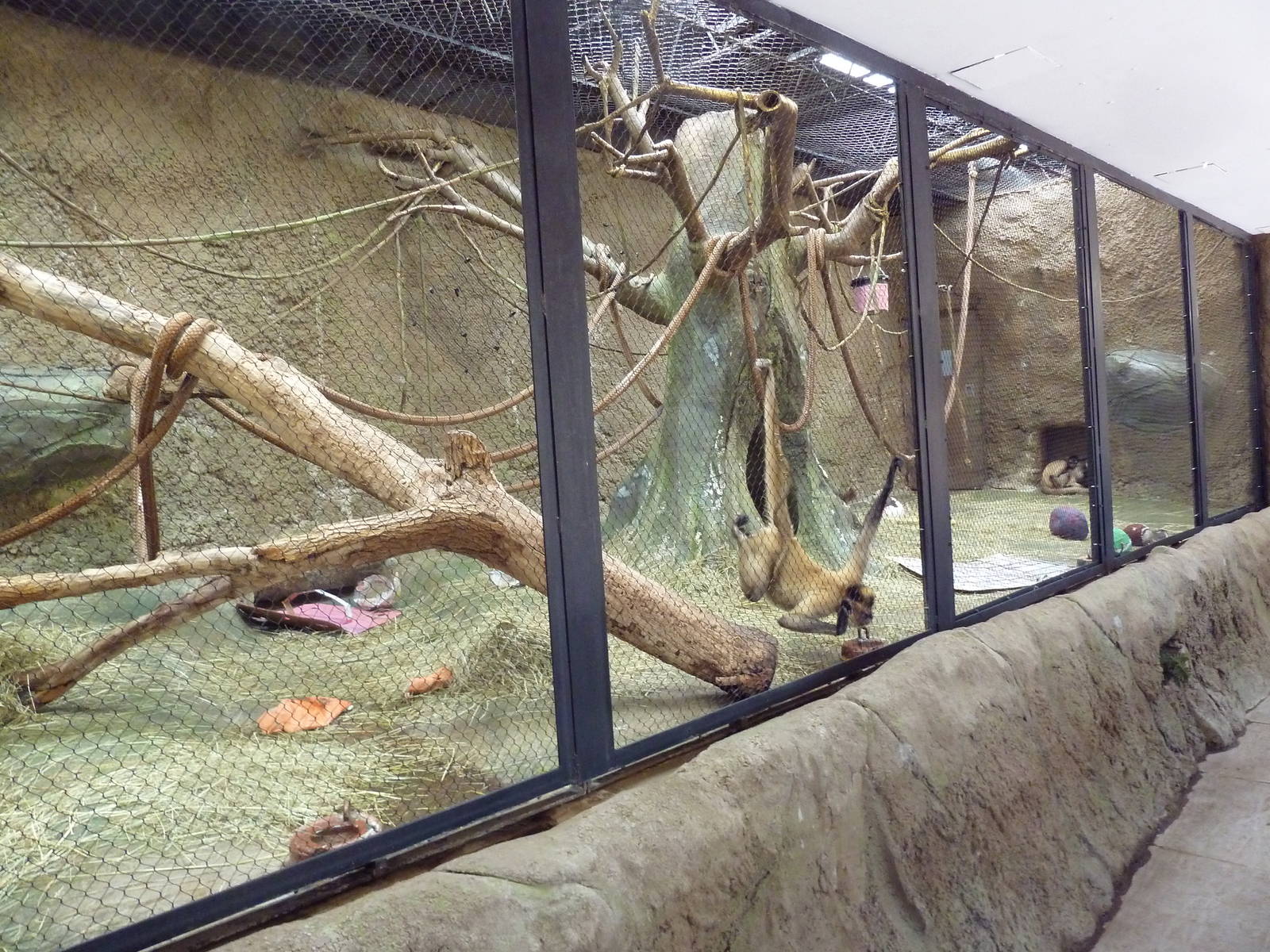 Tropics Building - Black-Handed Spider Monkey Exhibit