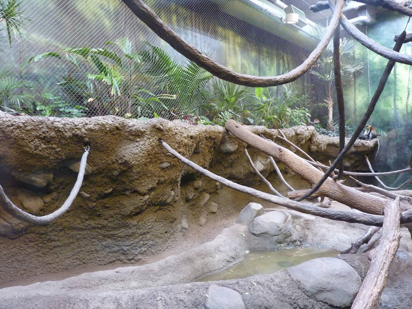 Tropics  Building - Blue Monkey/Mona Monkey/African Spurred Tortoise Exhibi