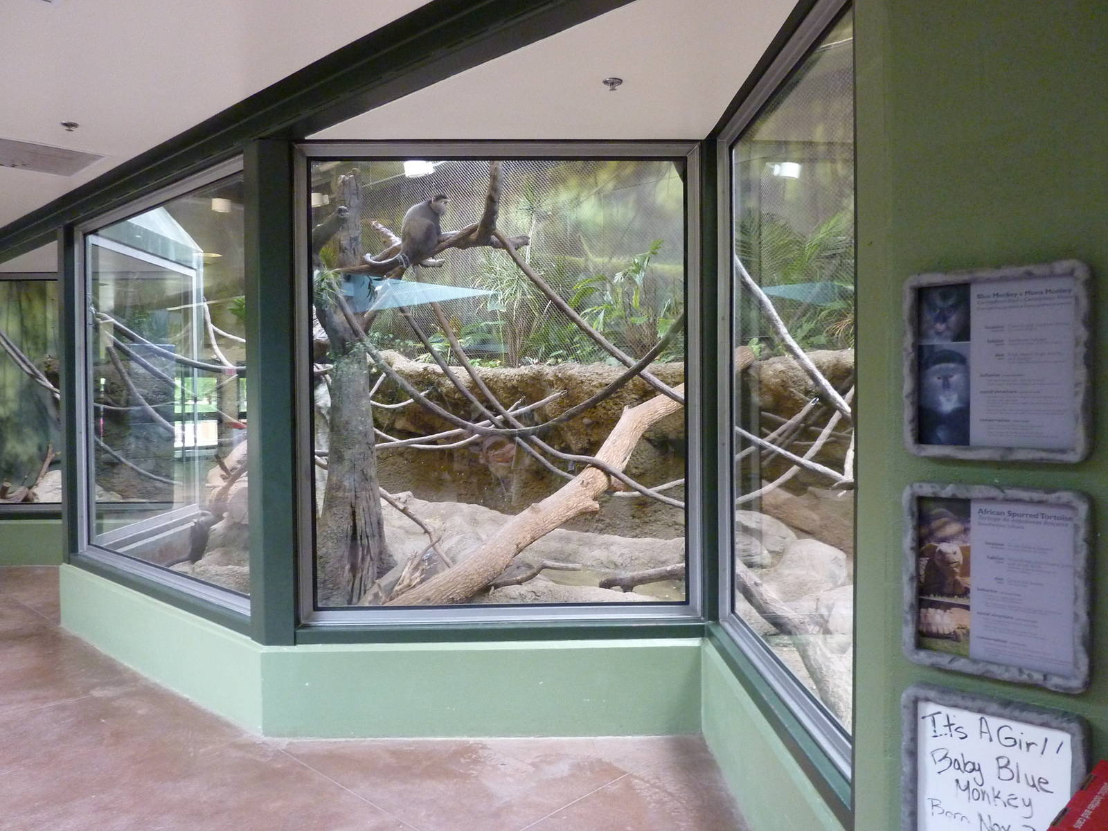 Tropics Building - Blue Monkey/Mona Monkey/African Spurred Tortoise Exhibit