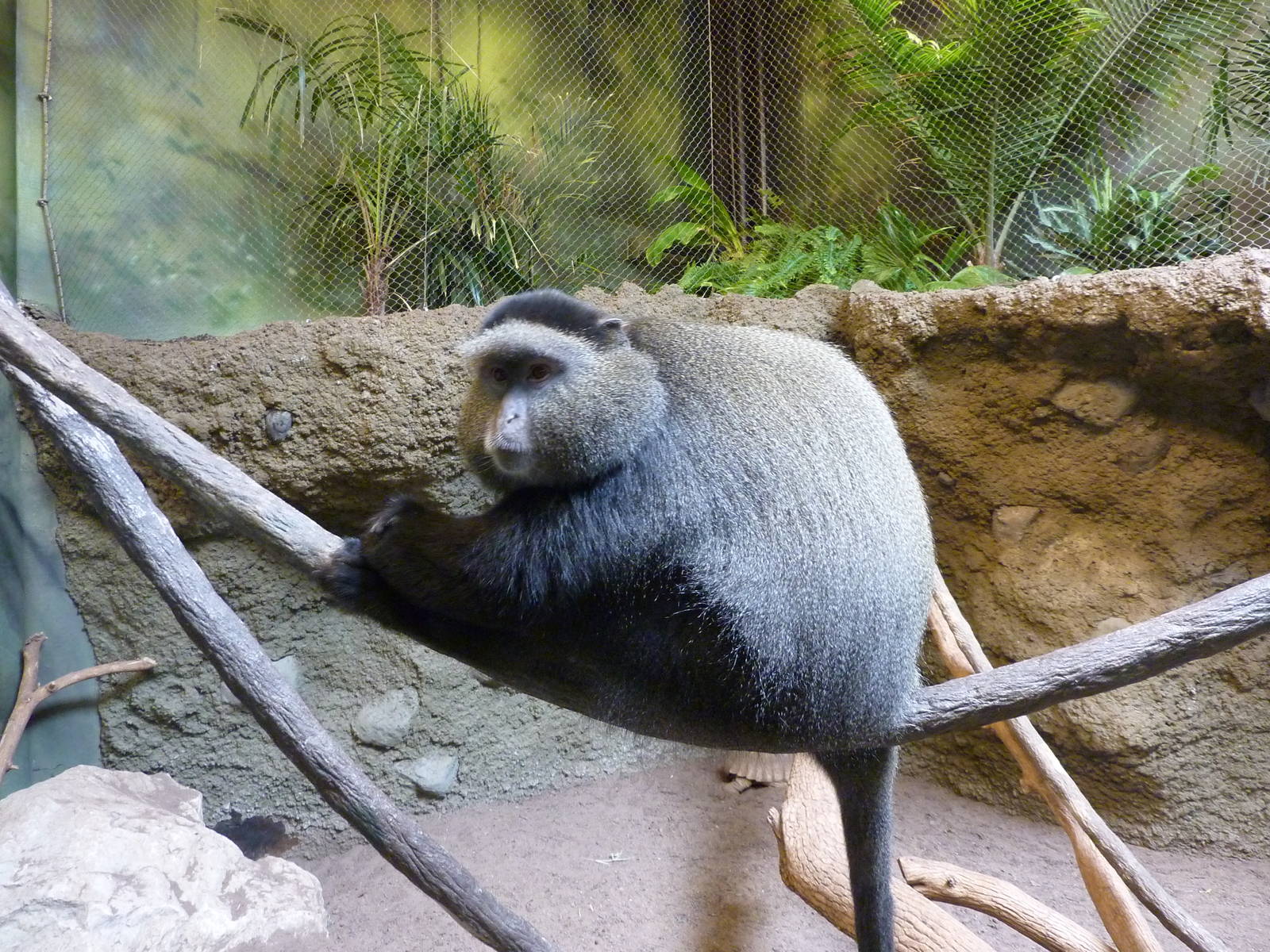 Tropics Building - Blue Monkey