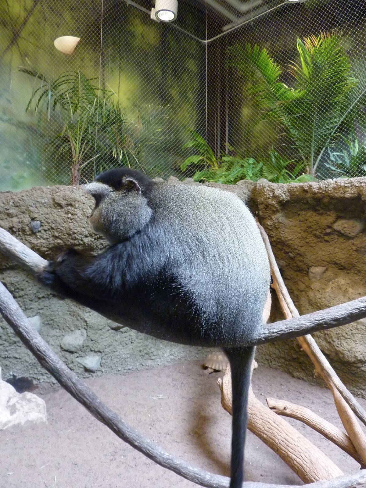 Tropics  Building - Blue Monkey