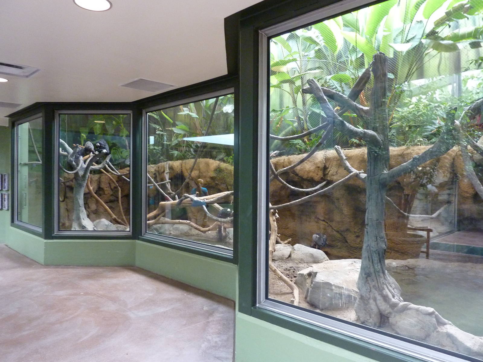 Tropics Building - Capybara/Coendou/Crested Screamer/White-Faced Saki Monke