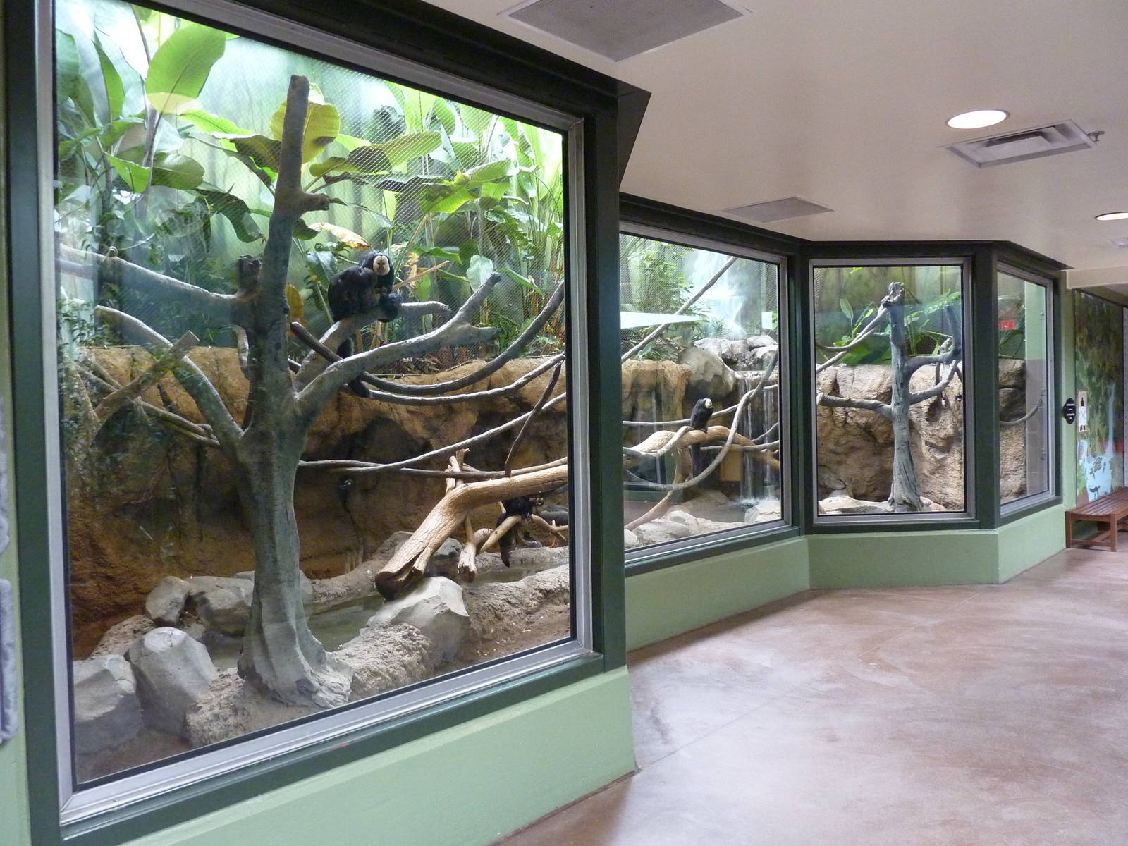 Tropics Building - Capybara/Coendou/Crested Screamer/White-Faced Saki Monke