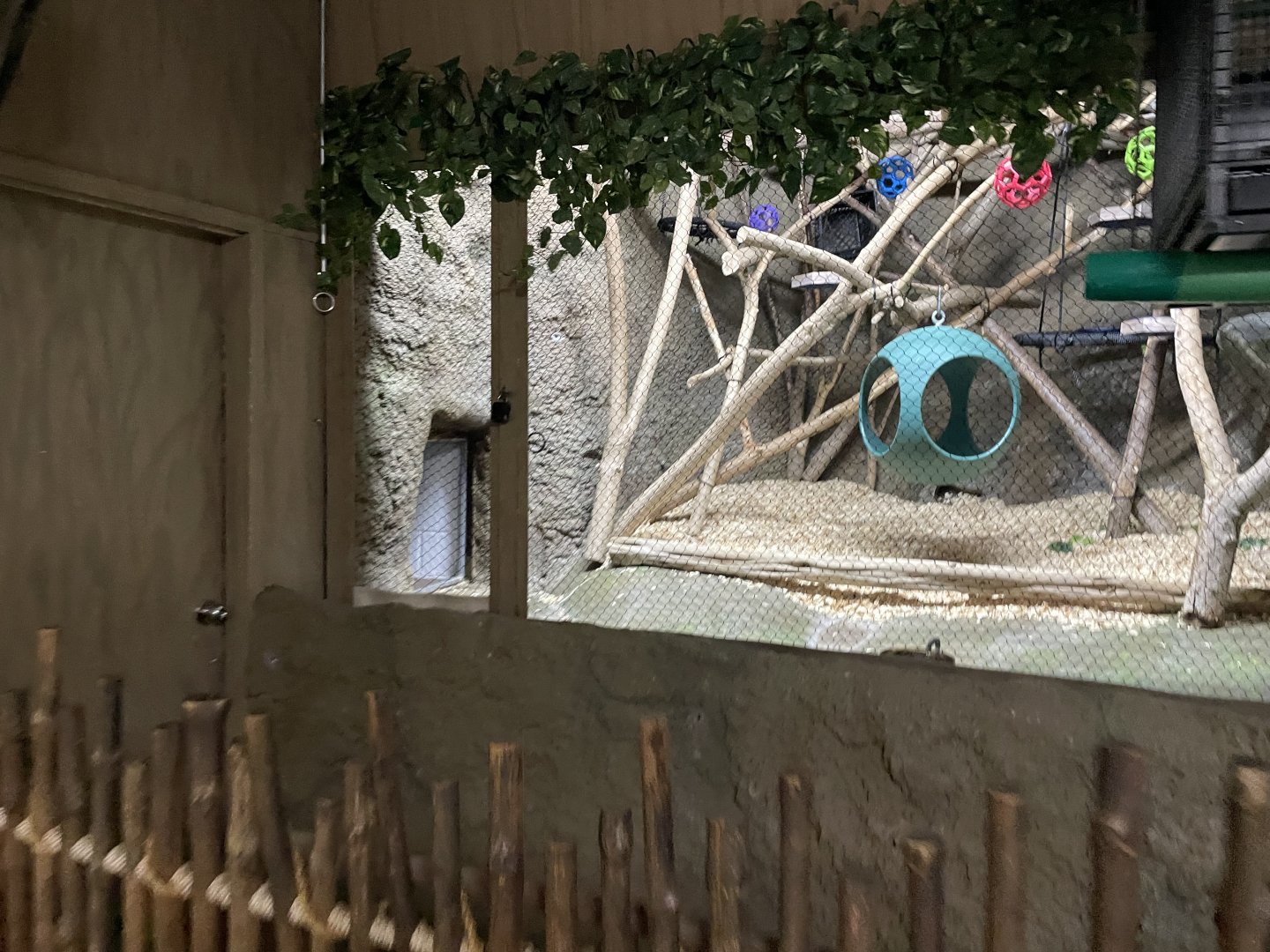 Tropics Building Cotton-Top Tamarin Exhibit- November 2024