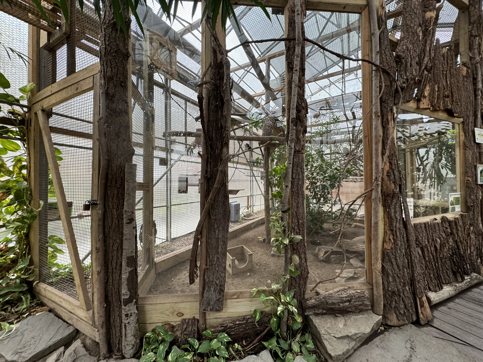 Tropics building - Geoffroy’s marmoset exhibit