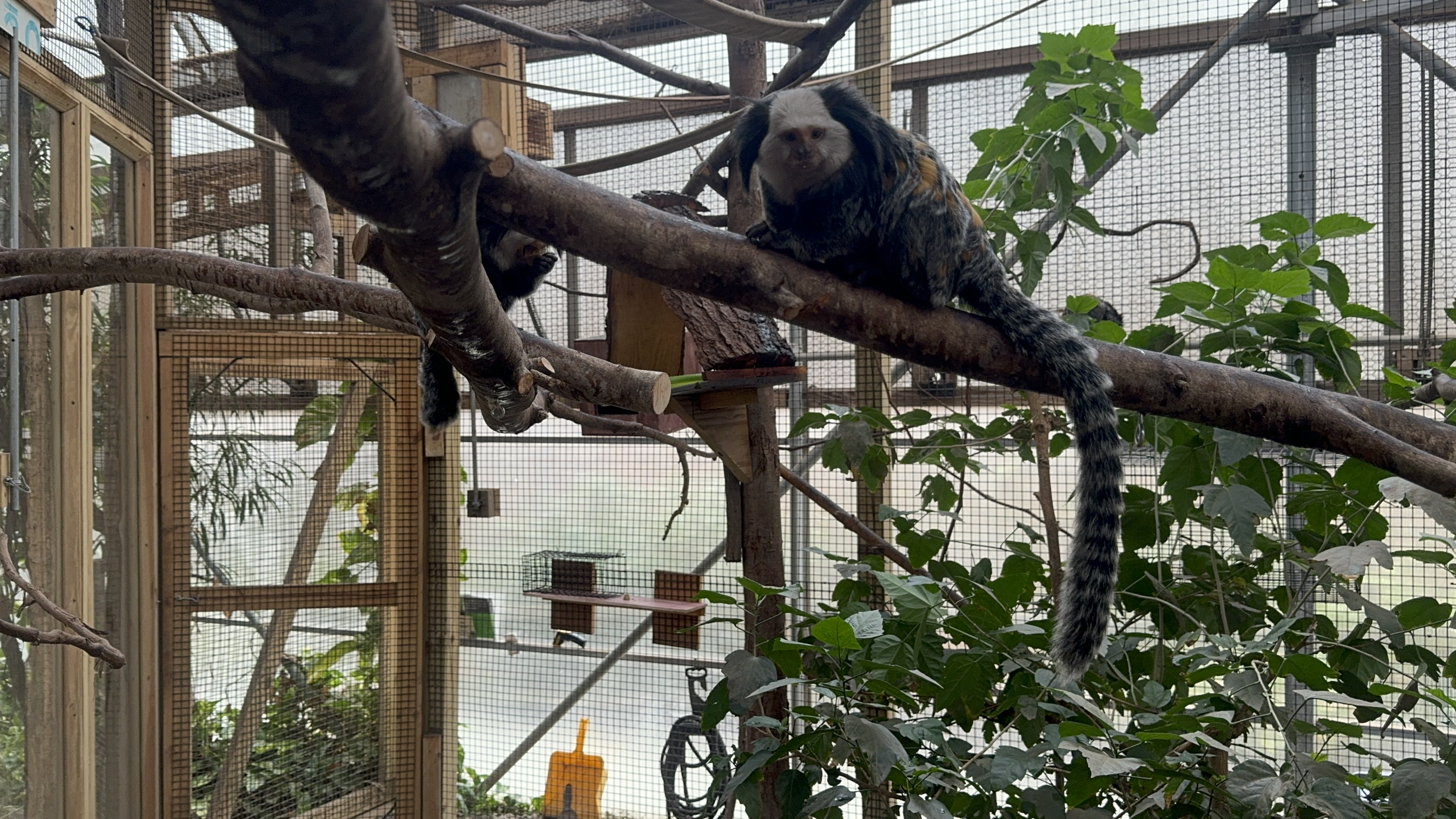Tropics building - Geoffroy’s marmosets