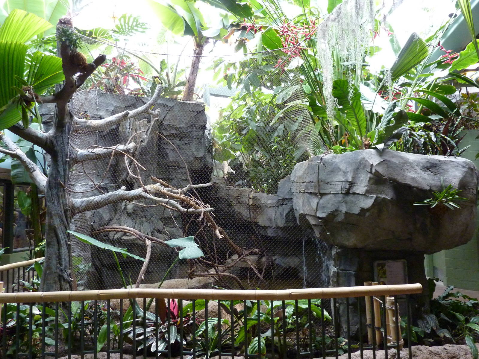 Tropics Building - Green Aracari/Freshwater Stingray Exhibit