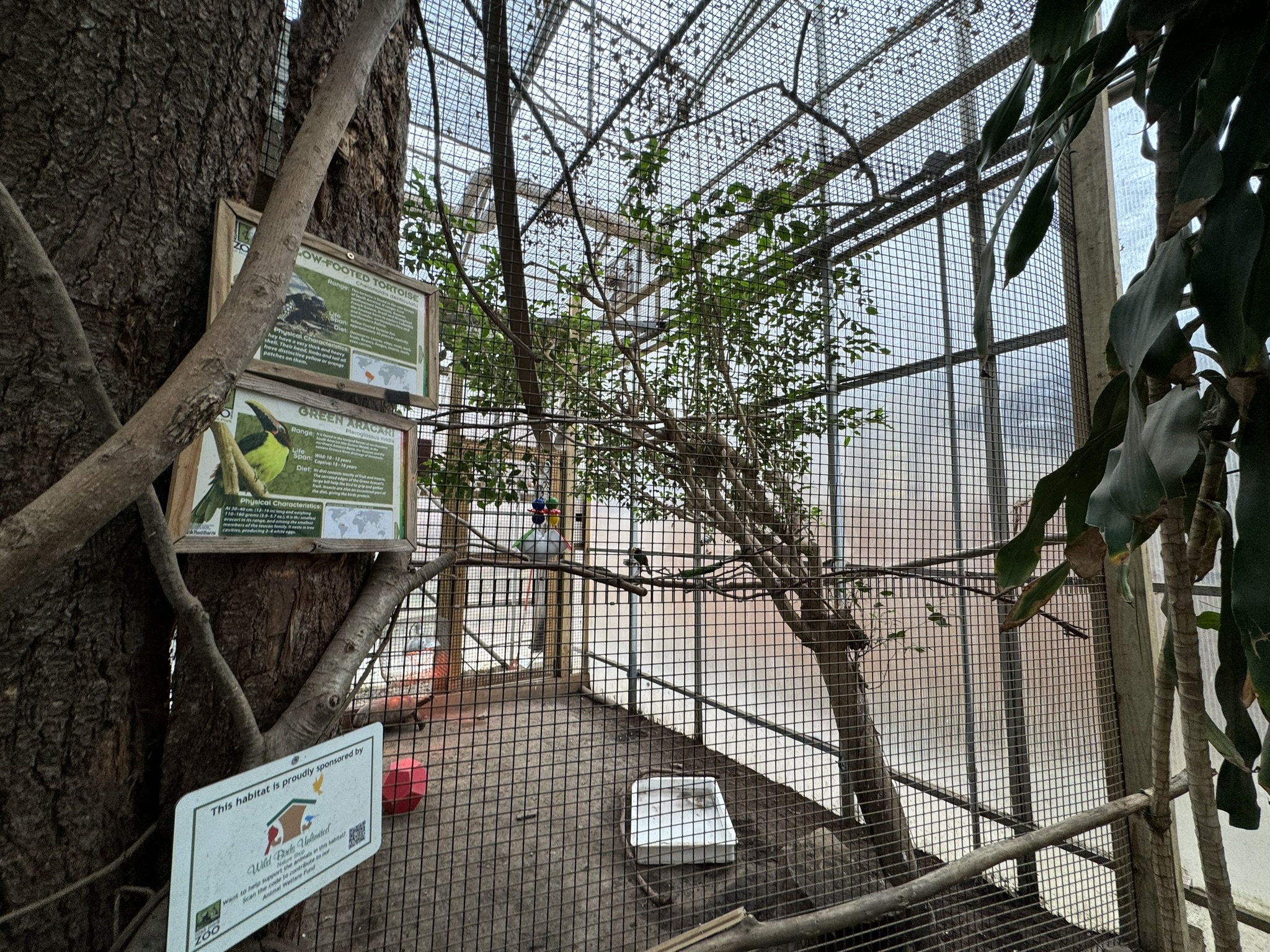 Tropics building - Green aracari/Yellow-footed tortoise exhibit