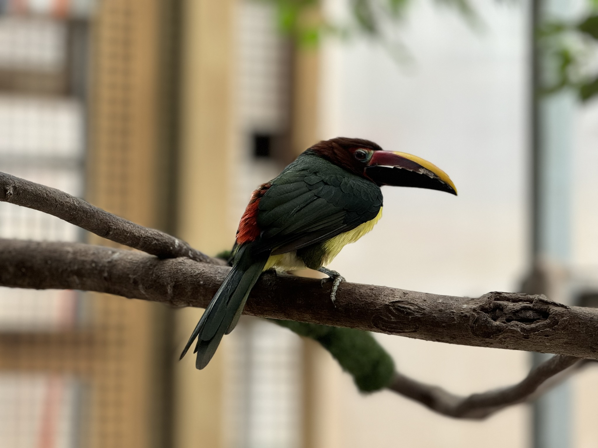 Tropics building - Green aracari