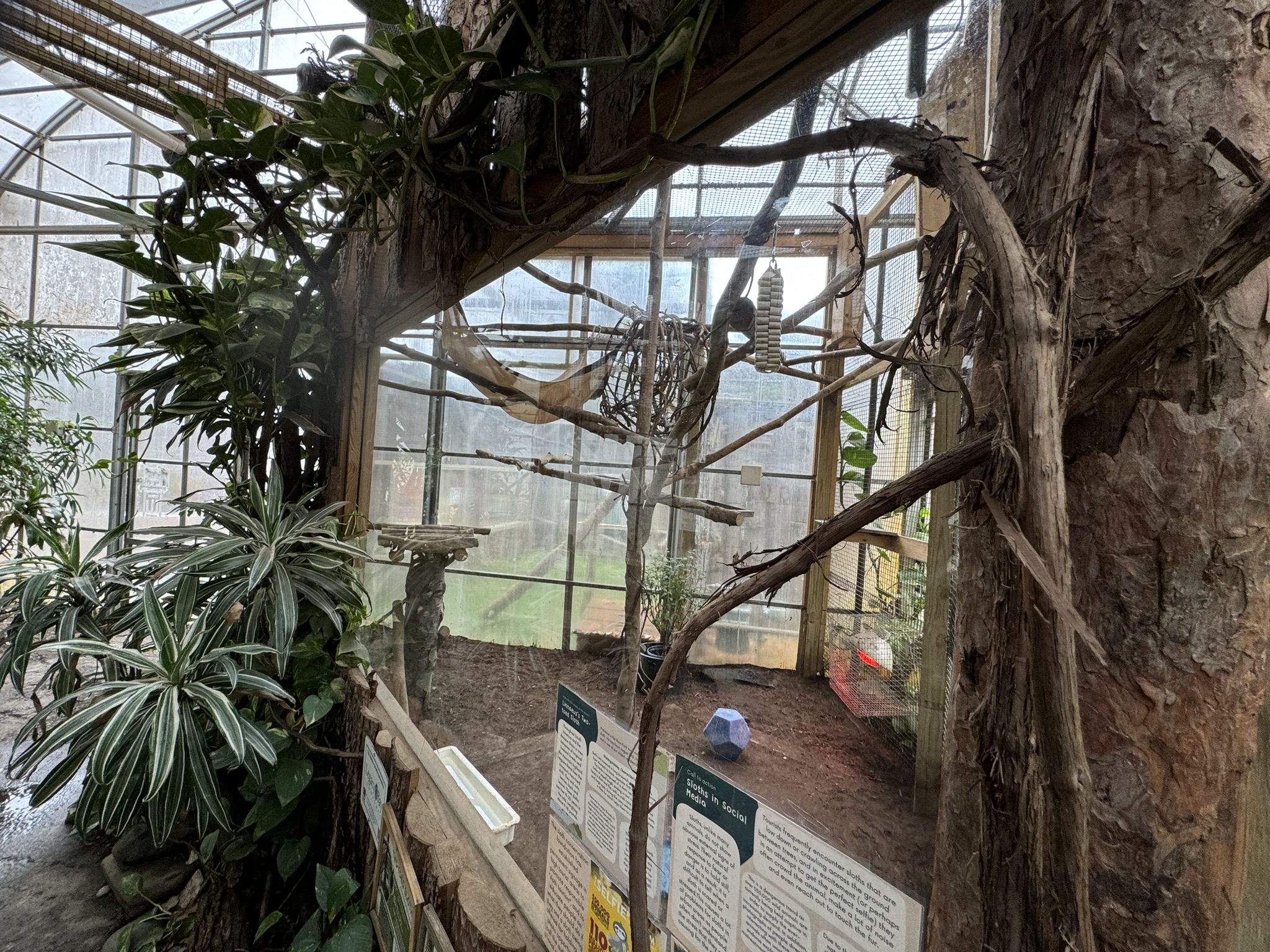 Tropics building - Linnaeus’s two-toed sloth/Red-footed tortoise exhibit