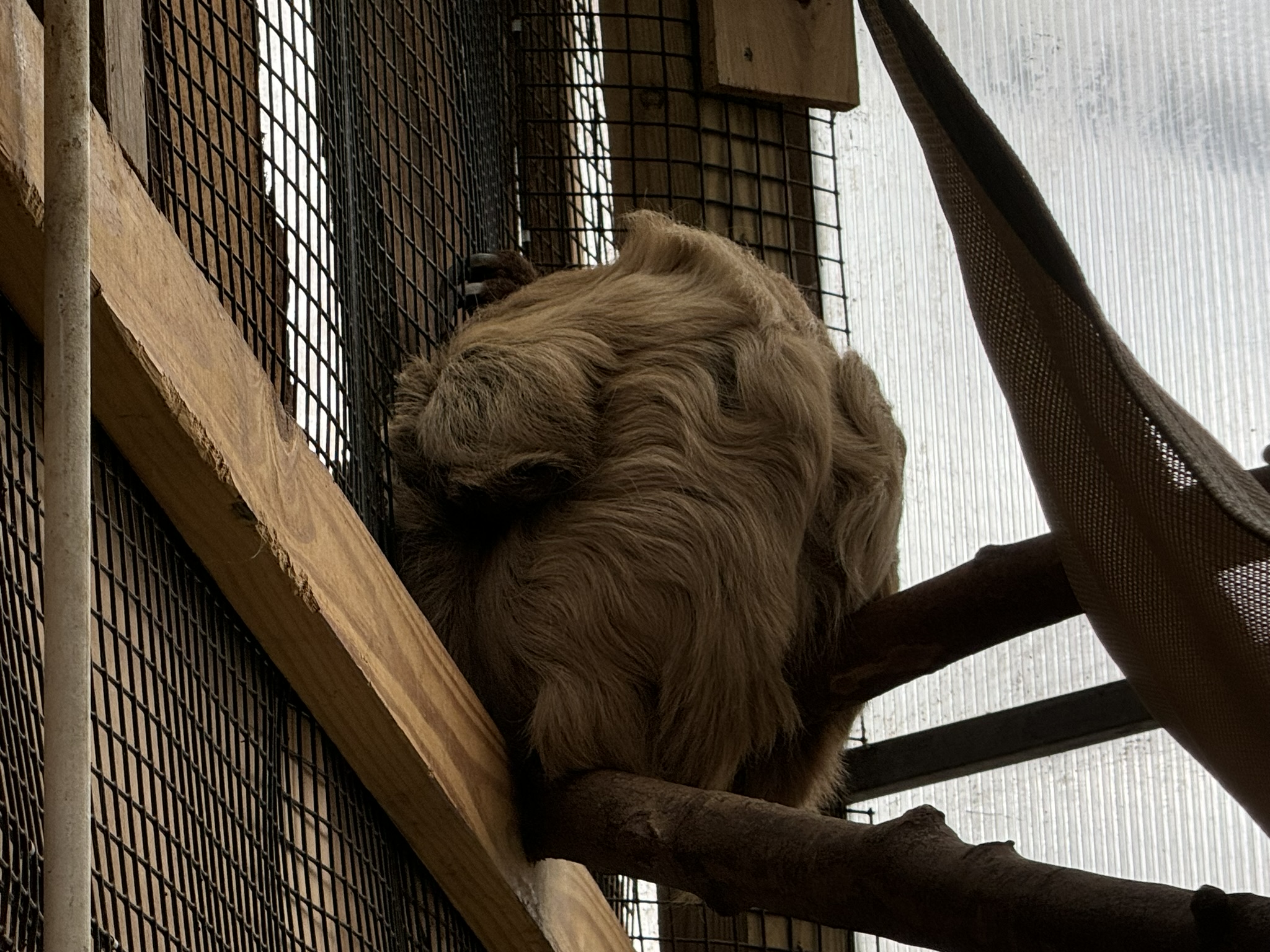 Tropics building - Linnaeus’s two-toed sloth