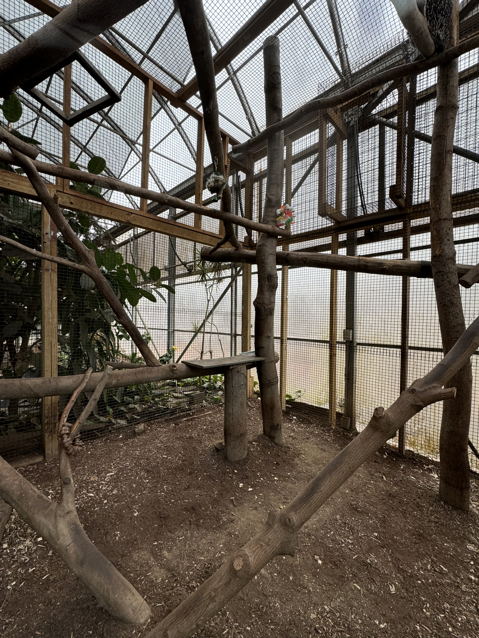 Tropics building - Prehensile-tailed porcupine exhibit