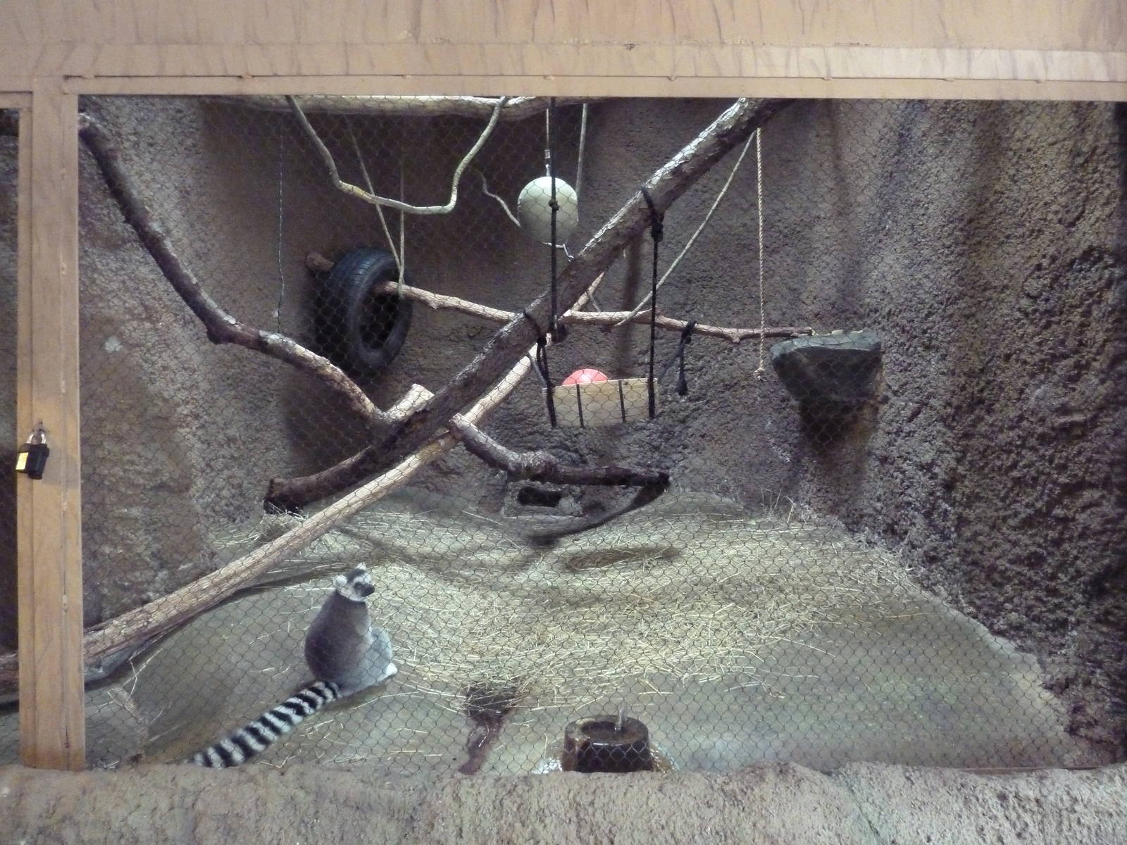 Tropics Building - Ring-Tailed Lemur Exhibit