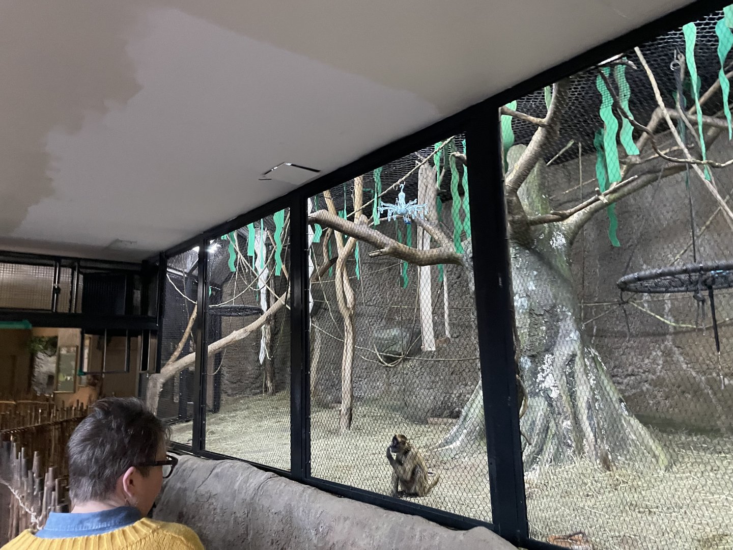 Tropics Building Spider Monkey Exhibit- November 2024