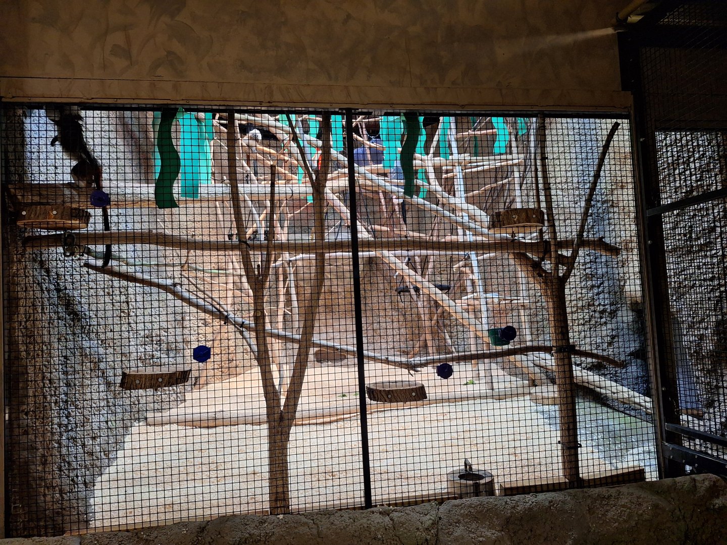 Tropics Building Tamarin Enclosure