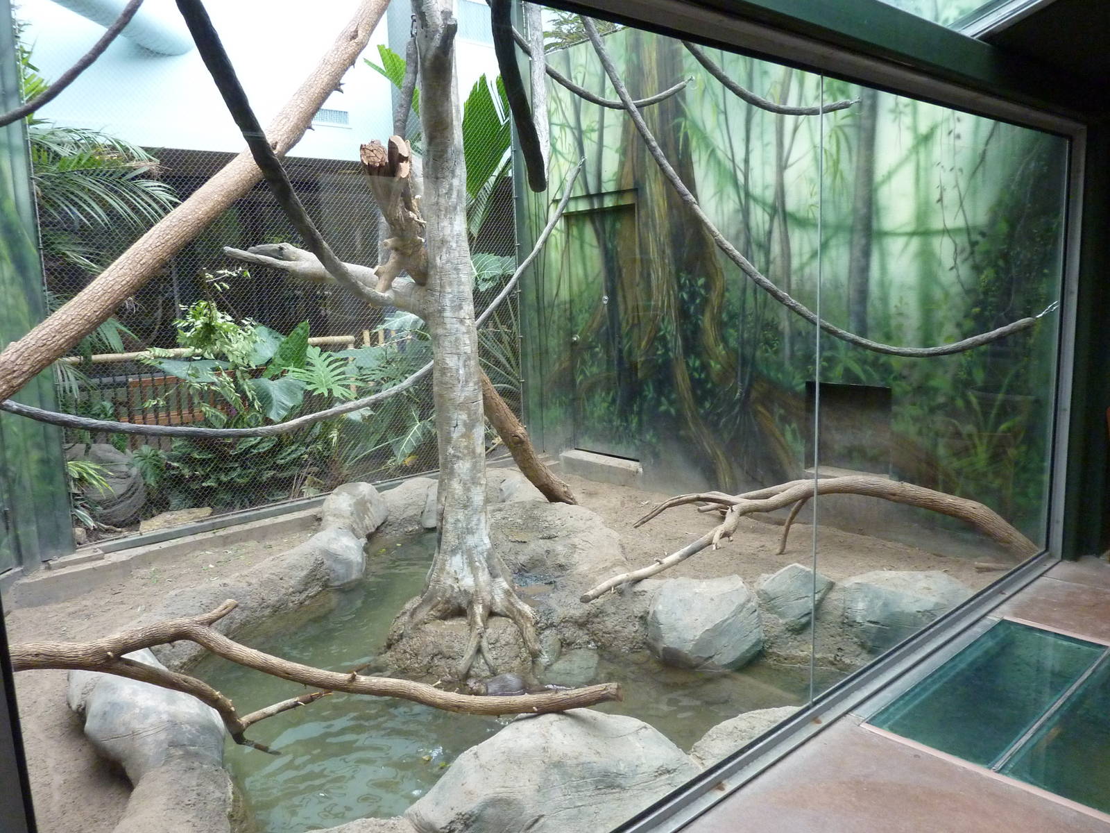 Tropics Building - White-Cheeked Gibbon/Small-Clawed Otter Exhibit