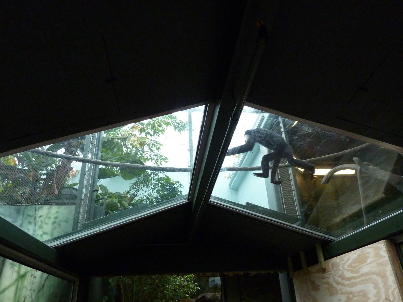 Tropics Building - White-Cheeked Gibbon/Small-Clawed Otter Exhibit