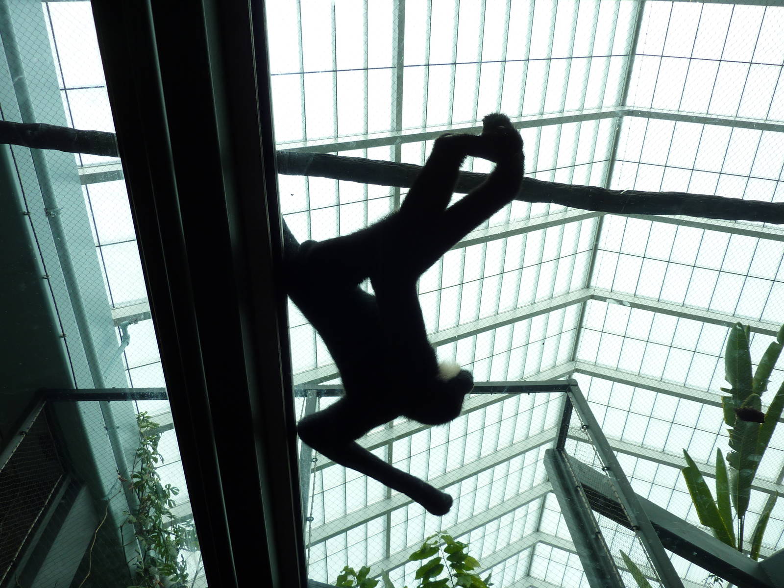 Tropics Building - White-Cheeked Gibbon/Small-Clawed Otter Exhibit