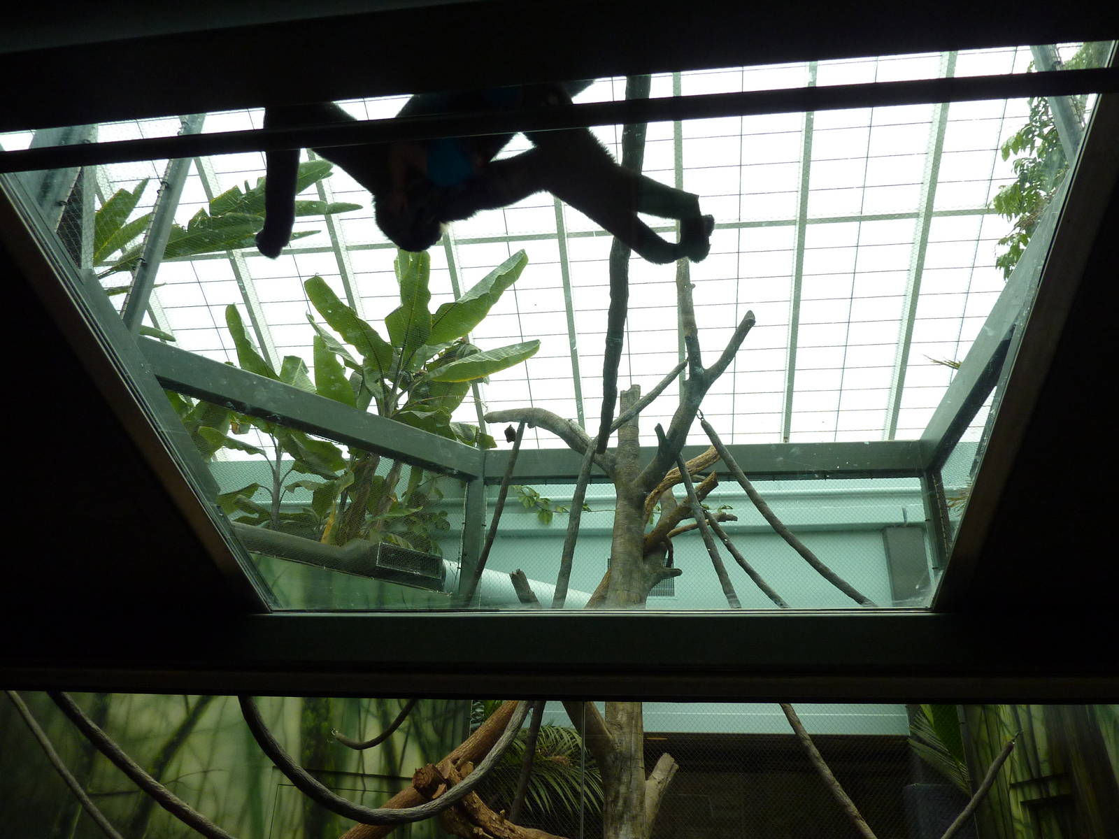 Tropics Building - White-Cheeked Gibbon/Small-Clawed Otter Exhibit